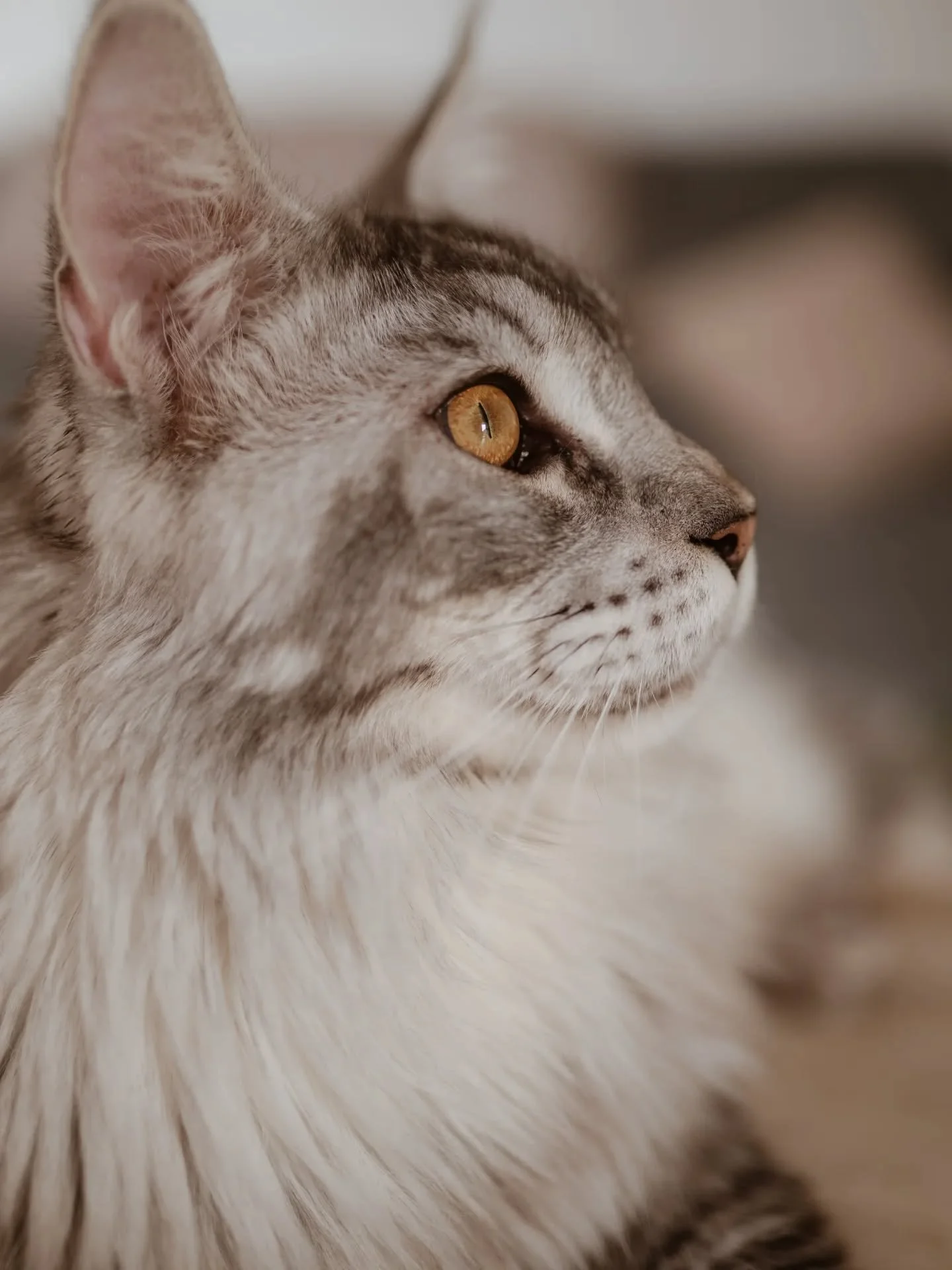 Le gardien d'un pr&eacute;cieux secret...🤎

Les bonheurs du jour : une s&eacute;ance grossesse chill et des animaux bien trop mignons, les rayons du soleil, un film de No&euml;l...non deux films de No&euml;l en fond + un chocolat chaud ☕...tout &cce