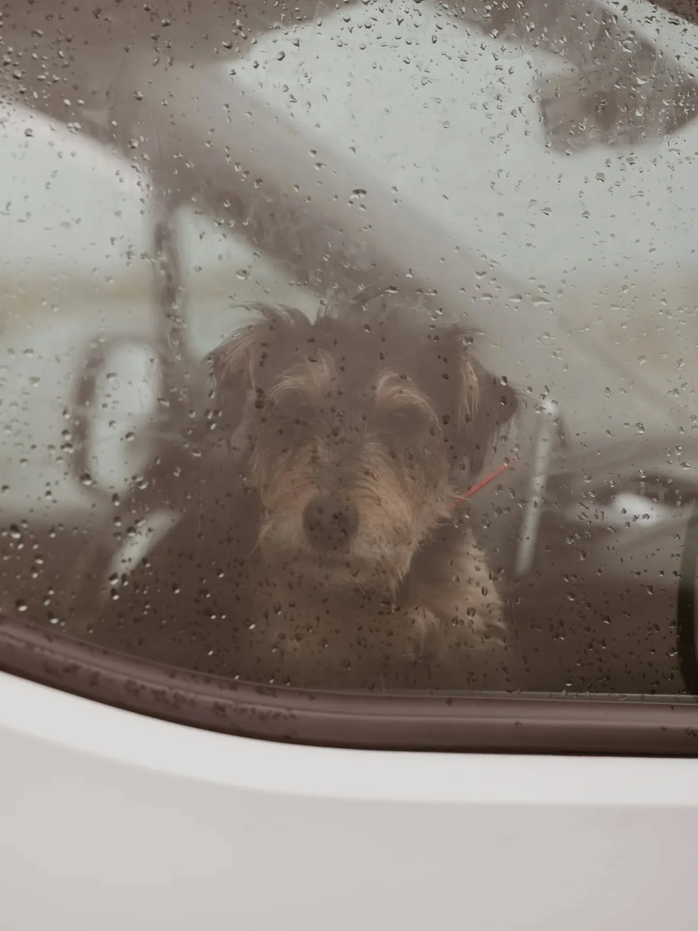 Les vendanges sous la pluie au Domaine @domaine_cadet🍇

Une chouette &eacute;quipe, des amis, de la famille, des anecdotes, des fous rires, quelques piq&ucirc;res de gu&ecirc;pes...un chien plein d'&eacute;nergie et des moments uniques de partage...