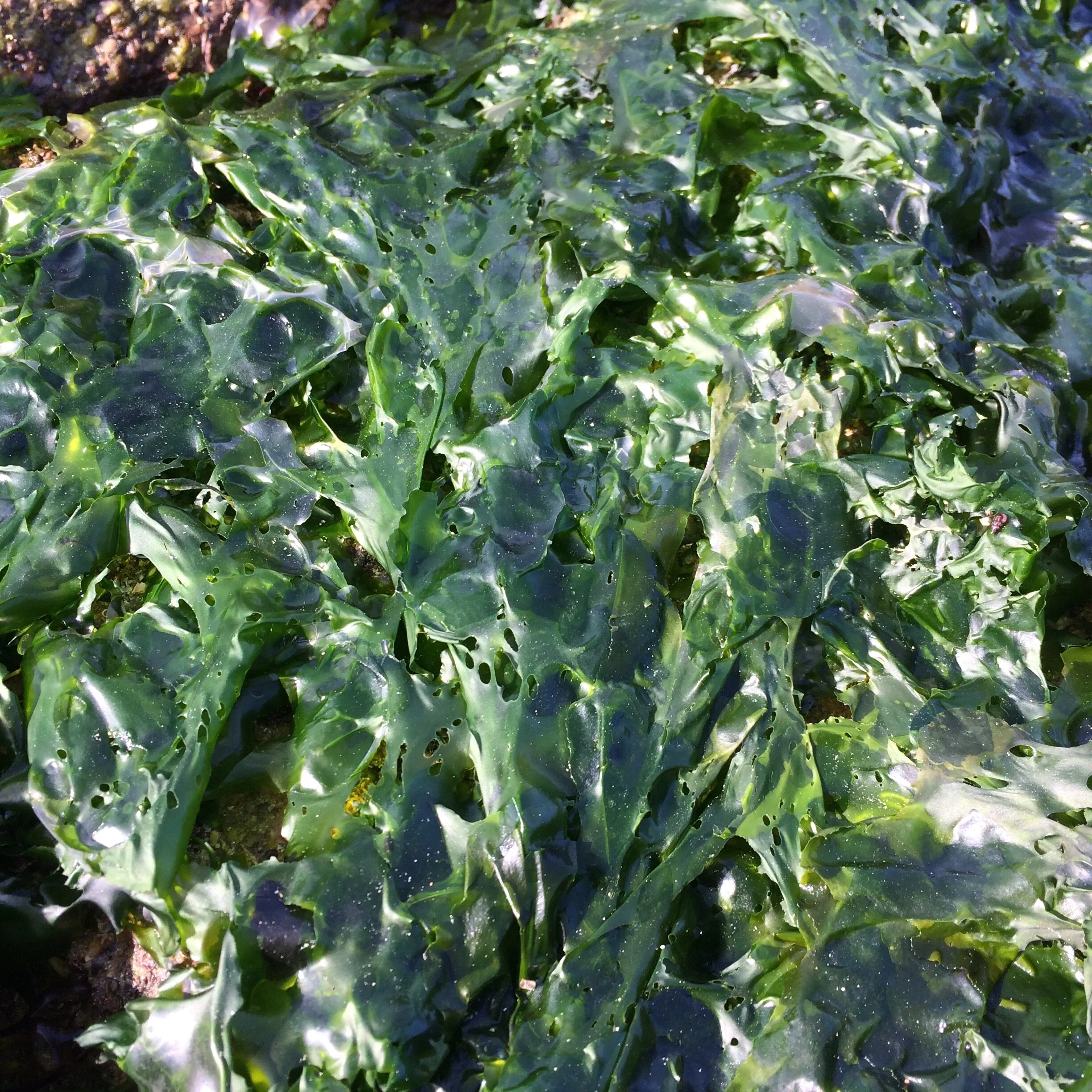 LA MER Balade Gourmande