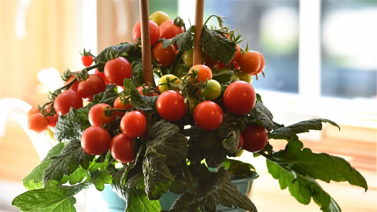 Enhance your 2021 garden