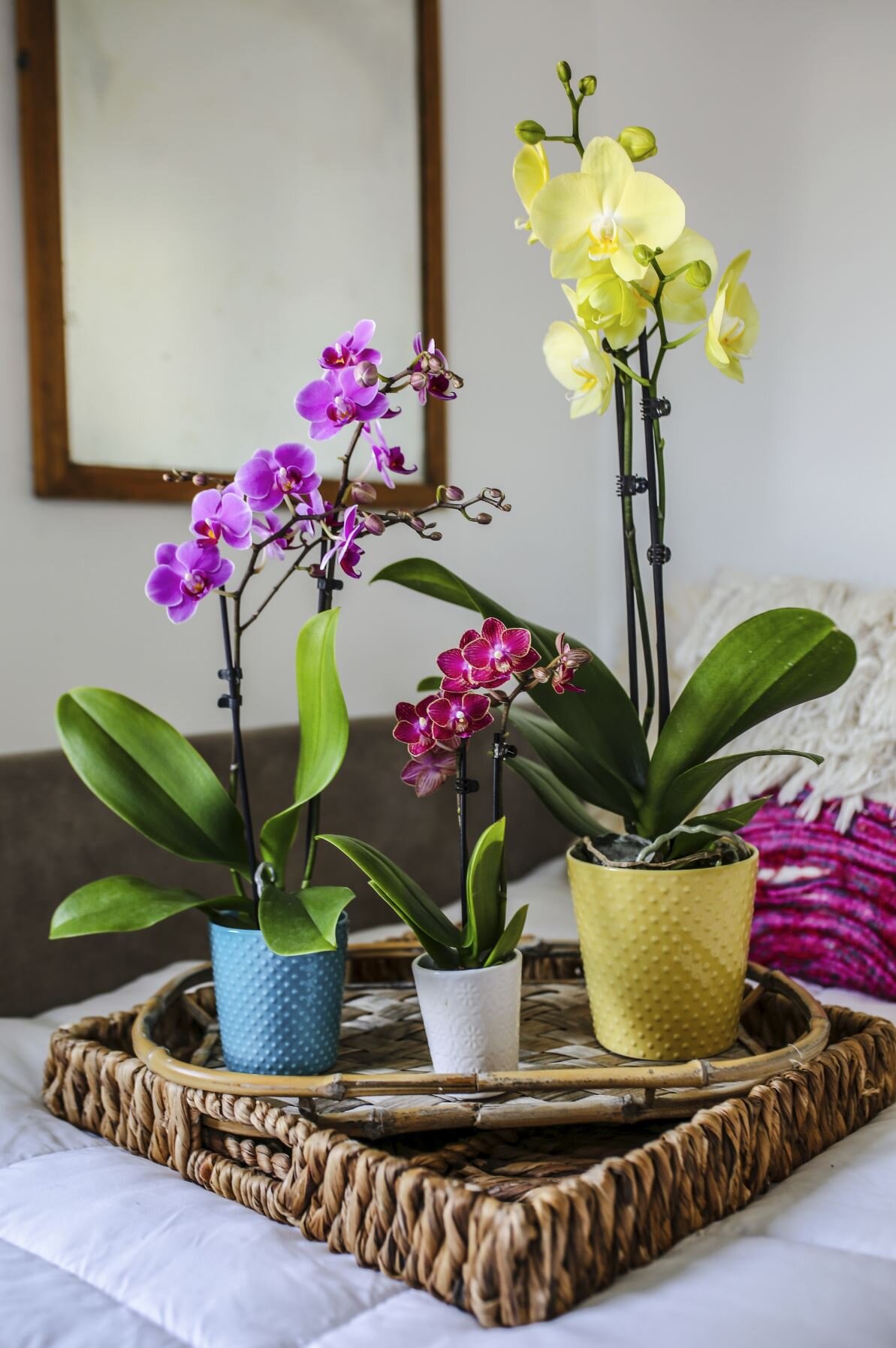 Daring Décor: Orchids