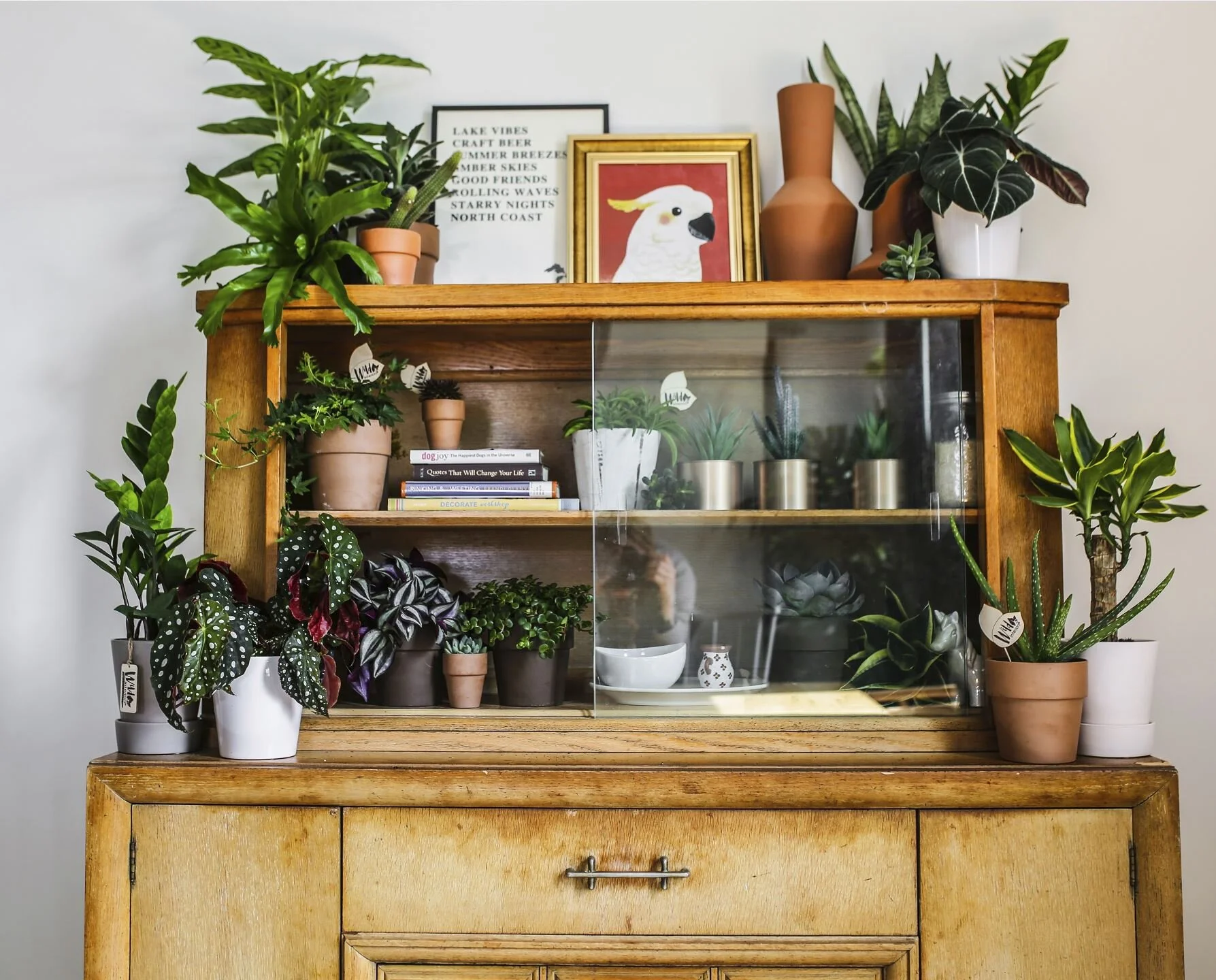 New to Plant Parenting?