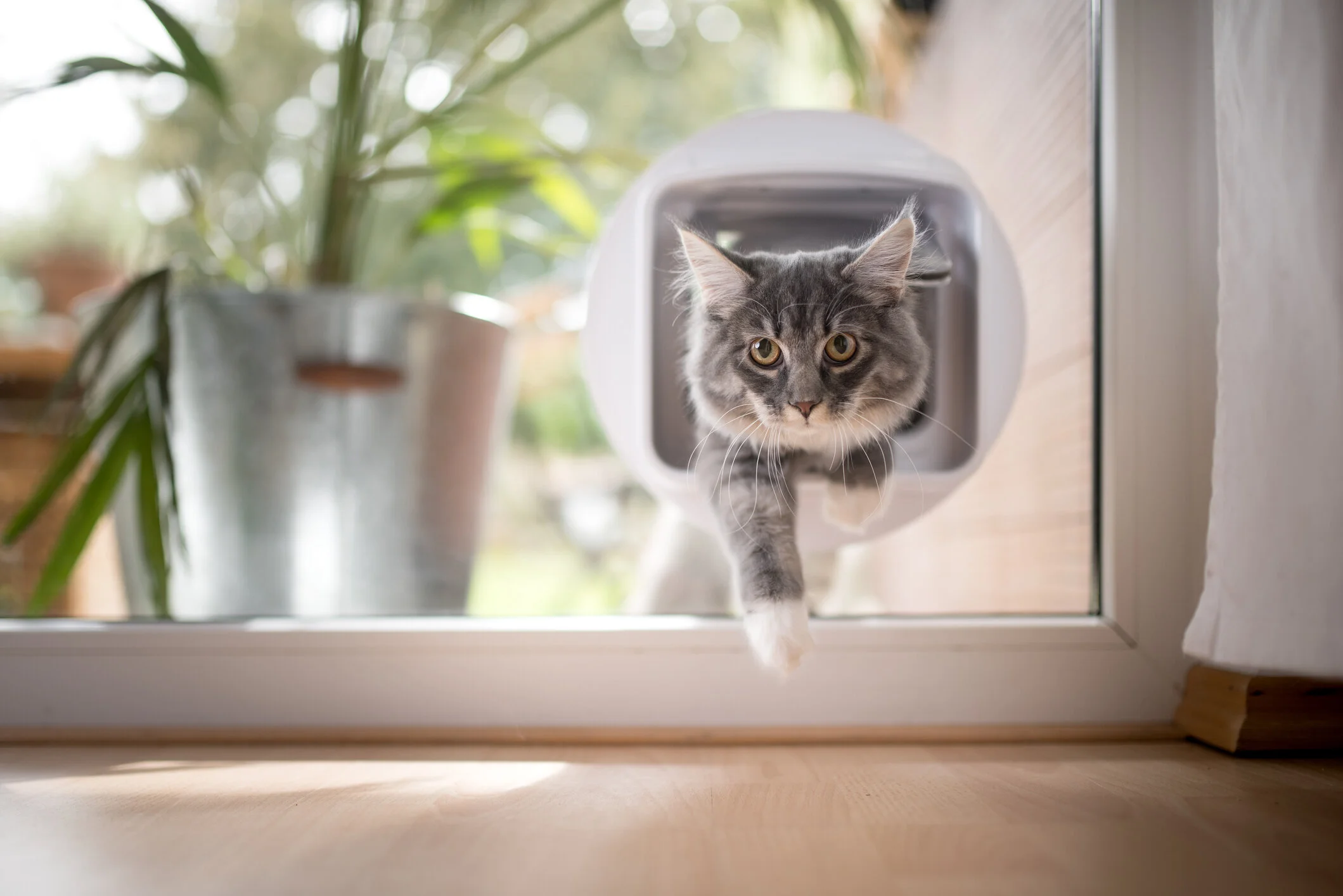 Investing in a Pet Door