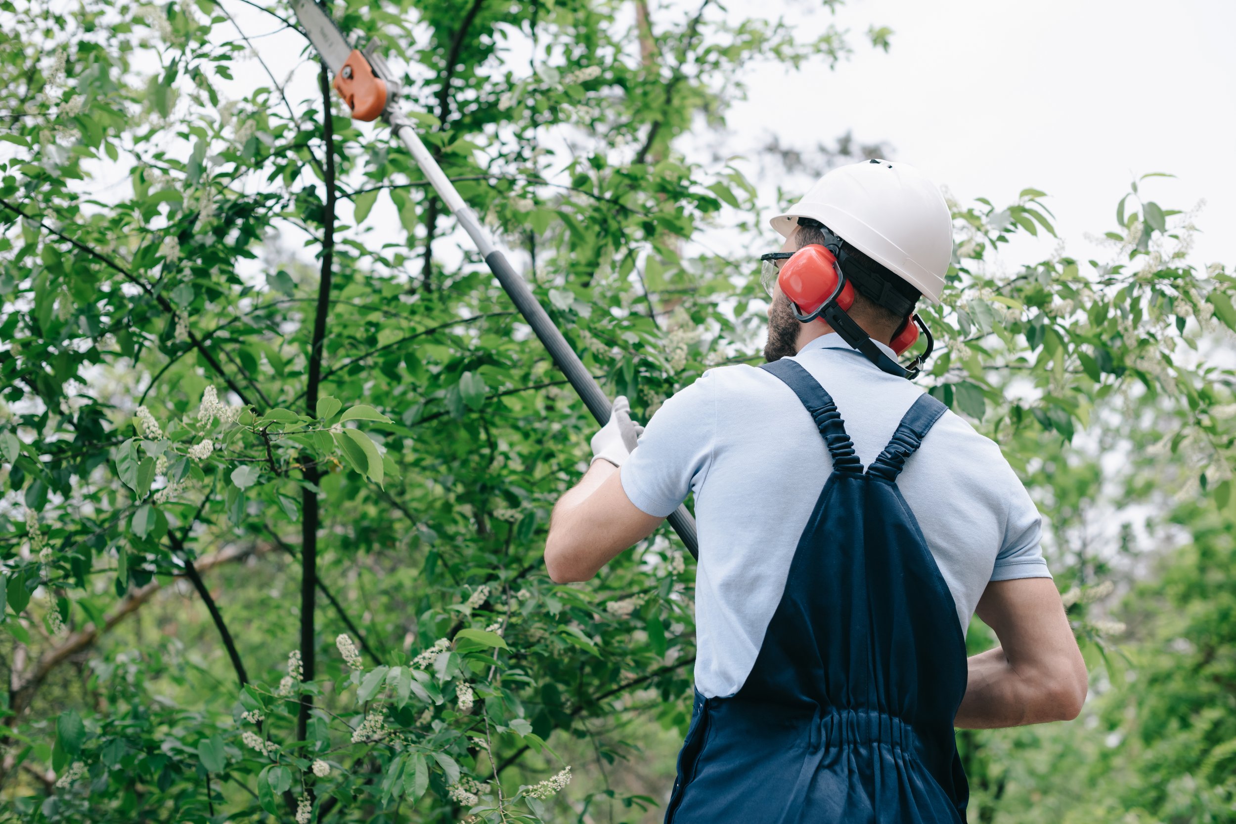Tree Trimming