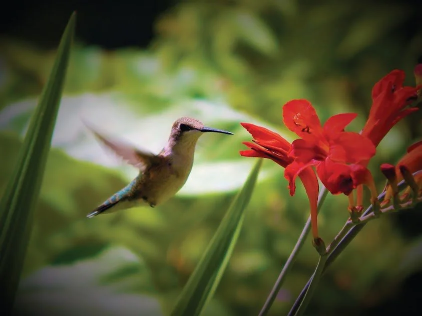 Attract Hummingbirds