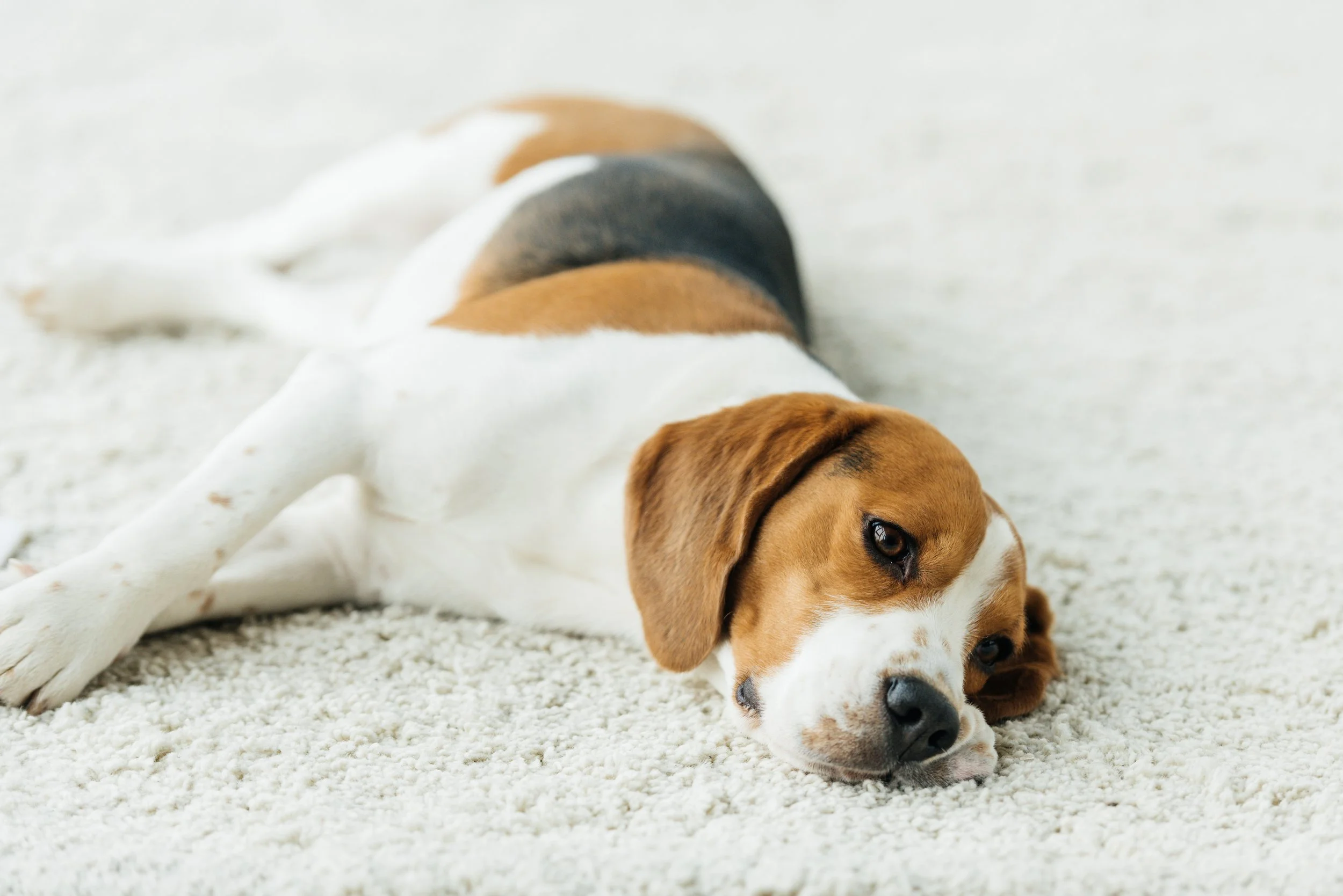 When to Schedule Carpet Cleaning