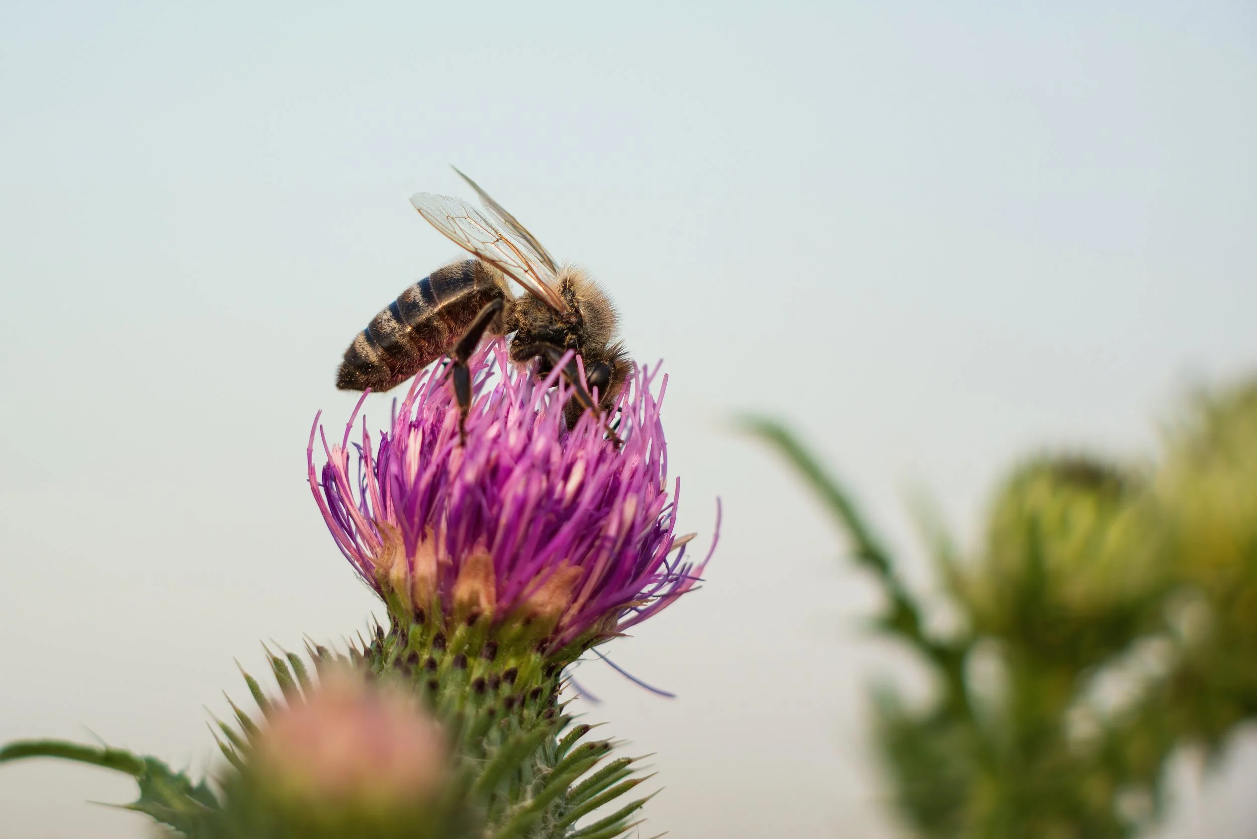 How to Landscape Your Yard on a Budget