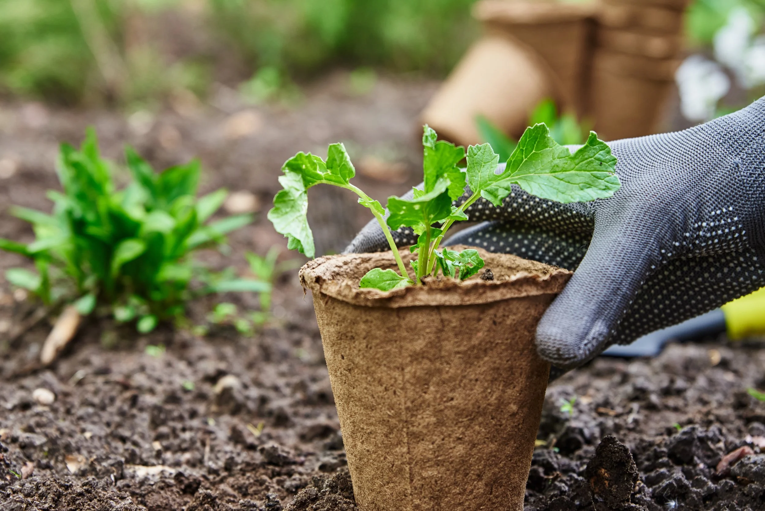 How to Incorporate Vegetables Into a Floral Landscape
