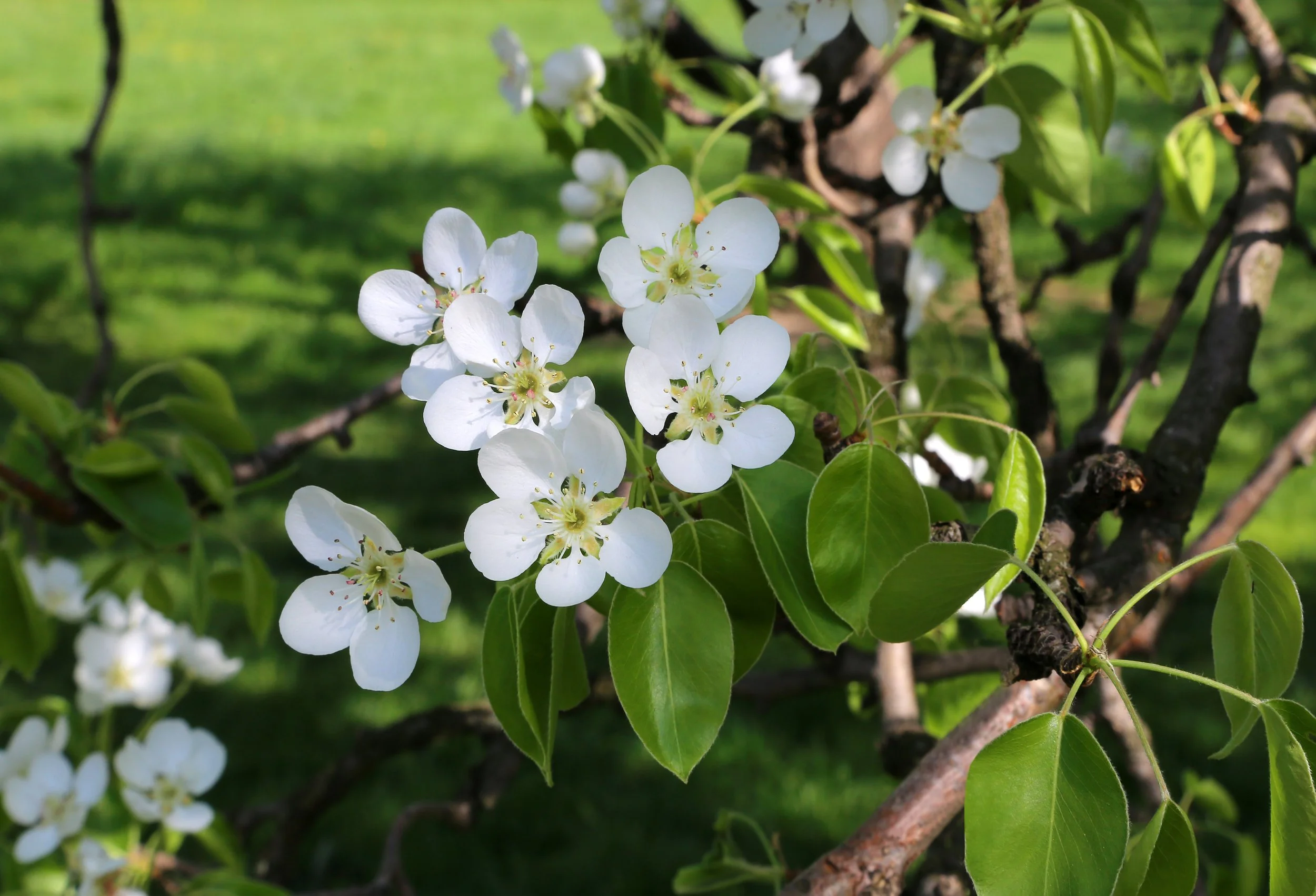 Dos and Don’ts When Choosing Flowering Trees