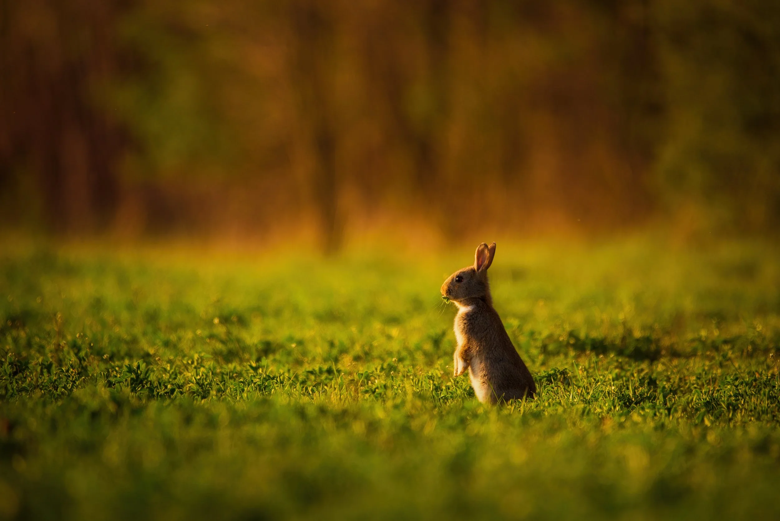 Keeping Bunnies Out of Your Veggies