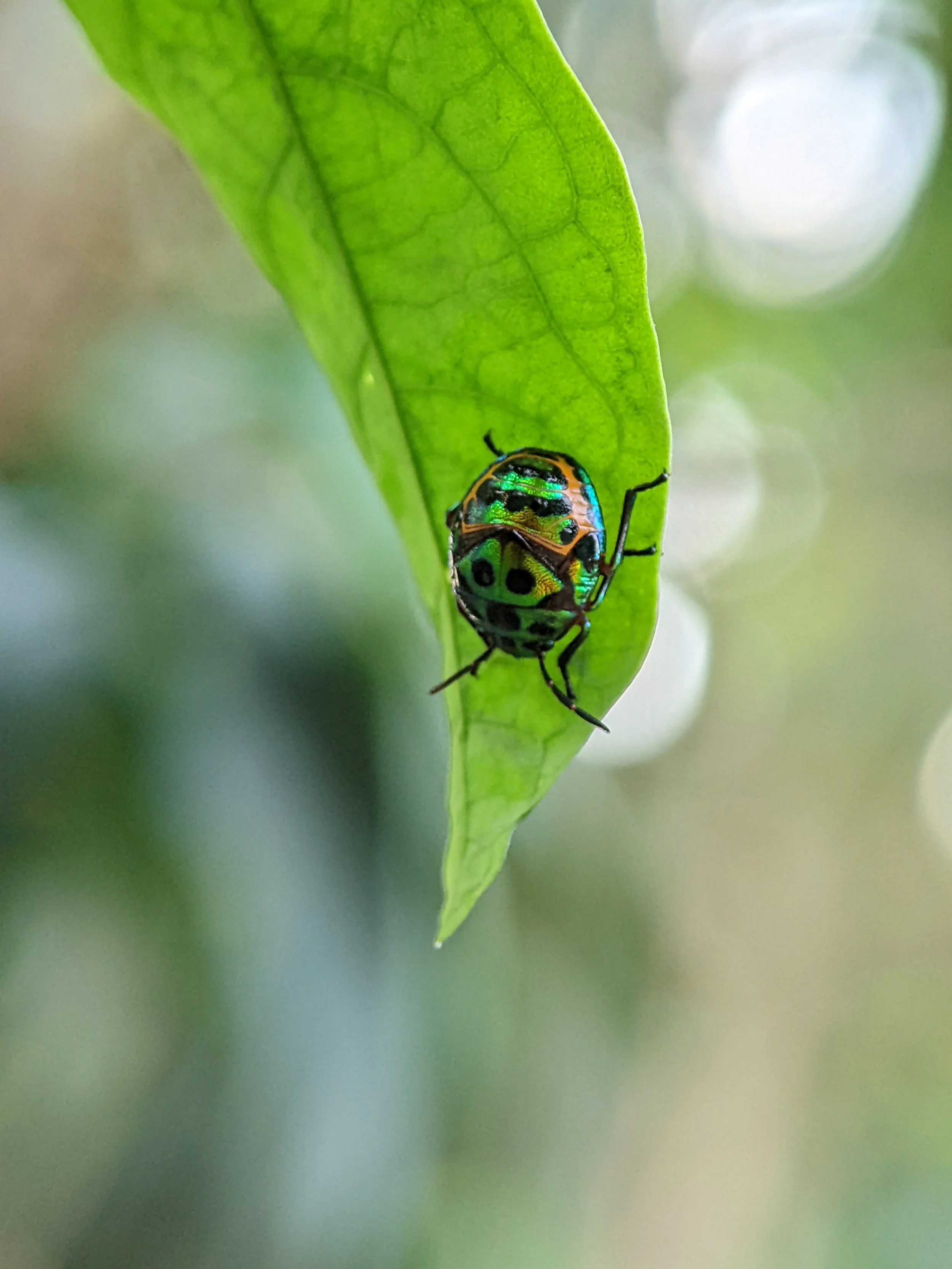 Identify and Eliminate Insect Damage to Trees and Shrubs