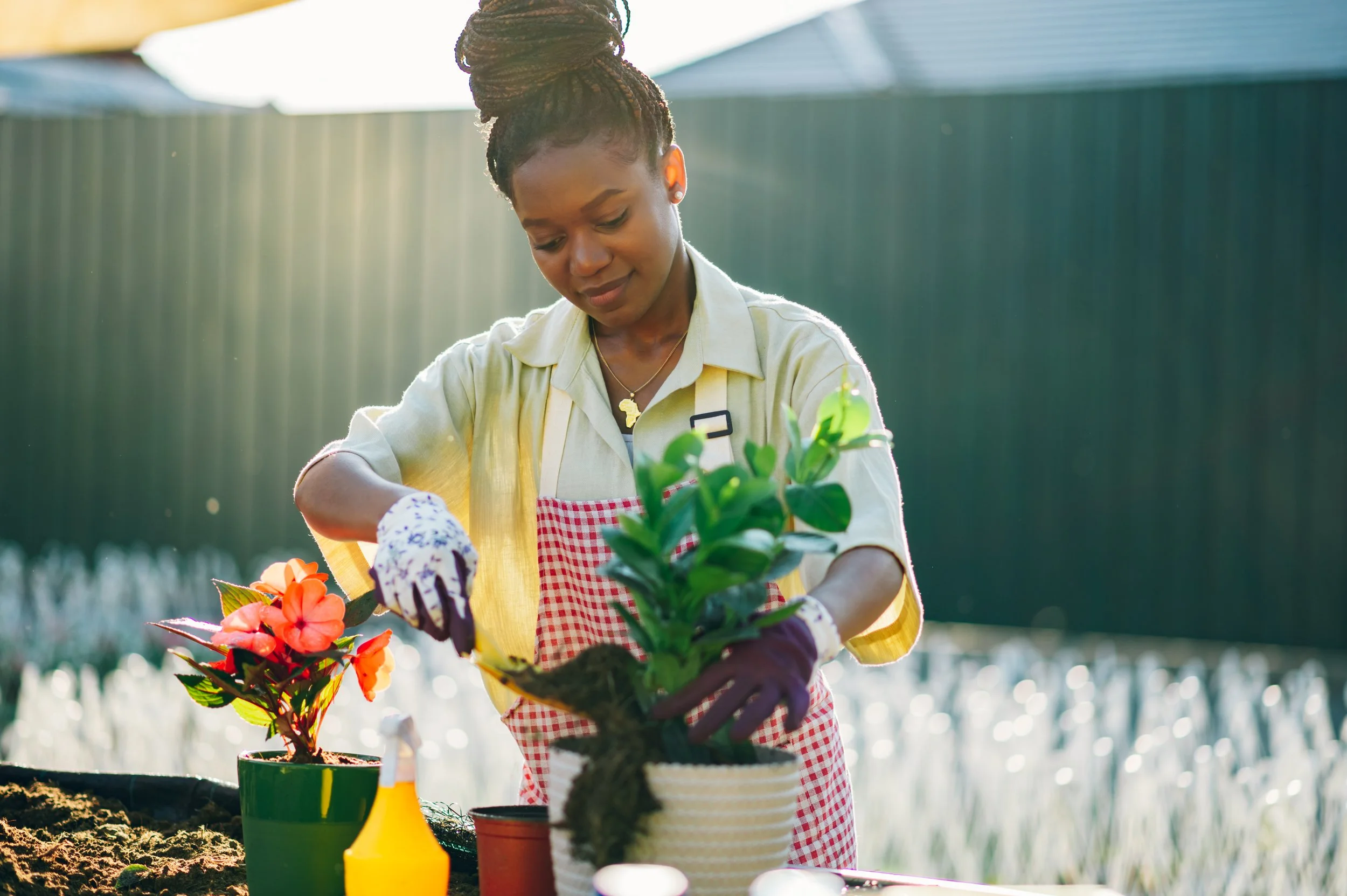 Place Your Houseplants Outdoors in The Spring