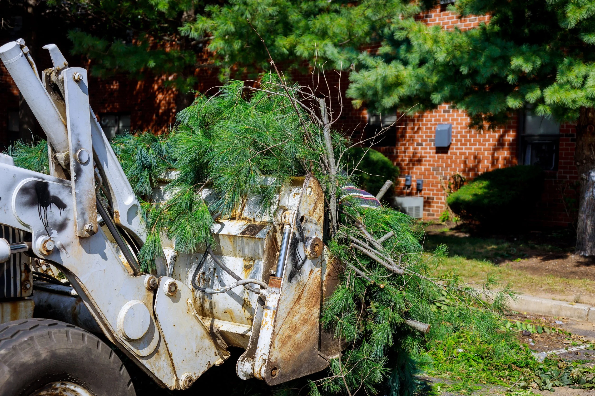 When to Consider Tree Removal