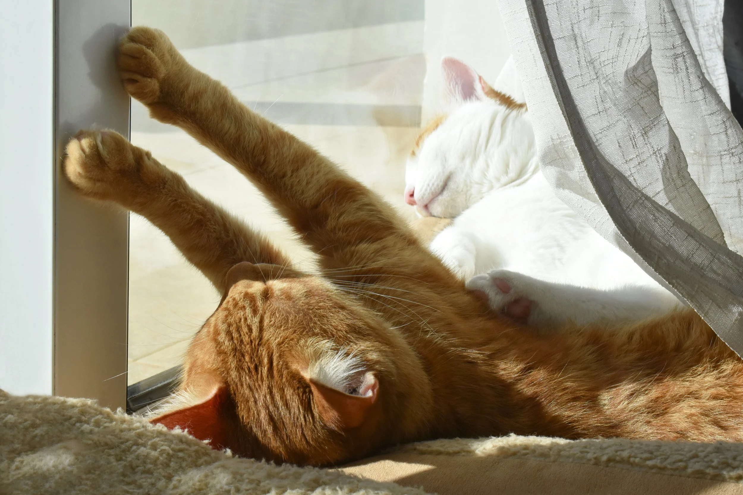 The Purrfect Sanctuary: How to Create a Unique Catio