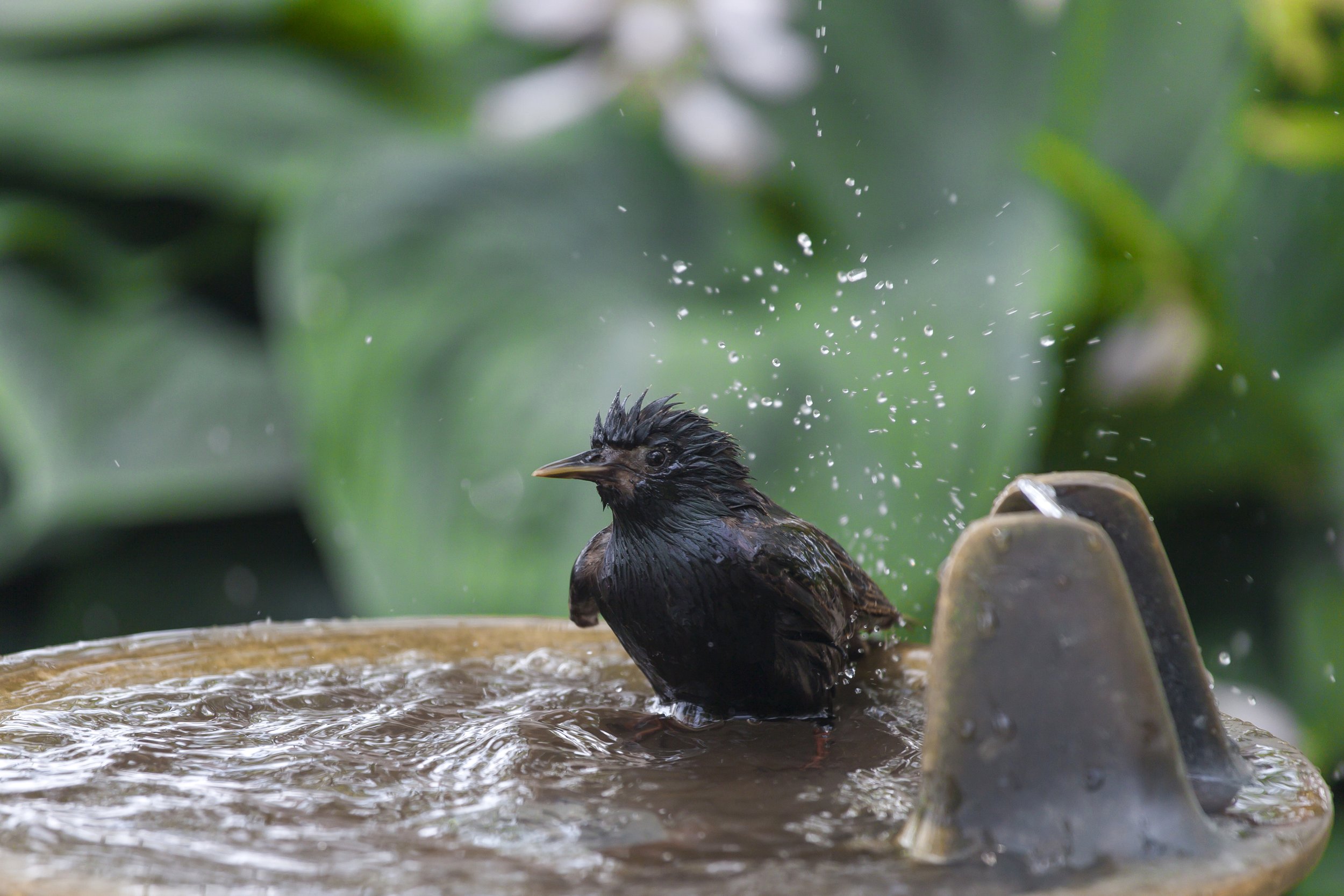 The Best Ways to Attract Birds to Your Yard