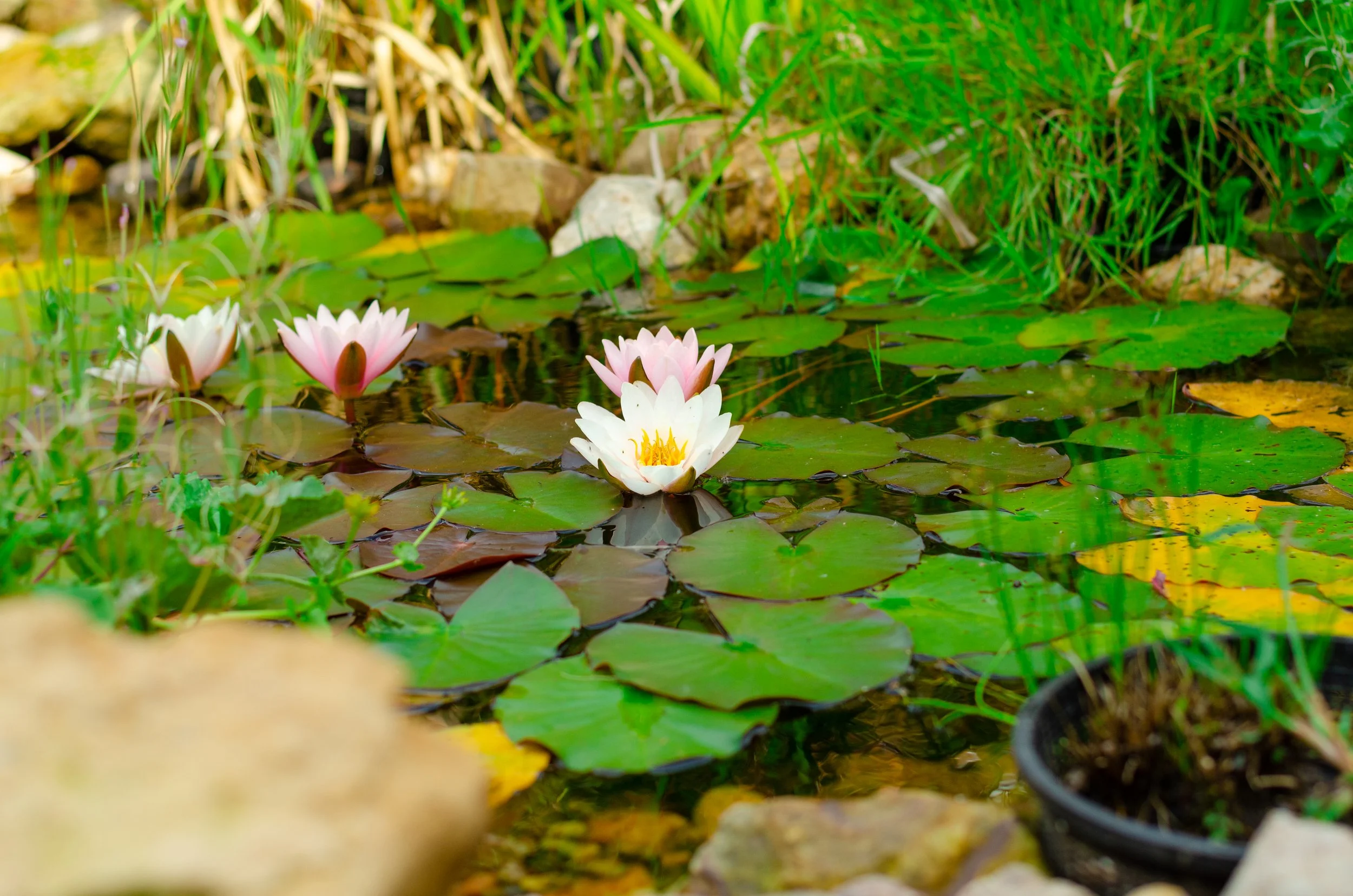 Enhance Your Yard With Water Features