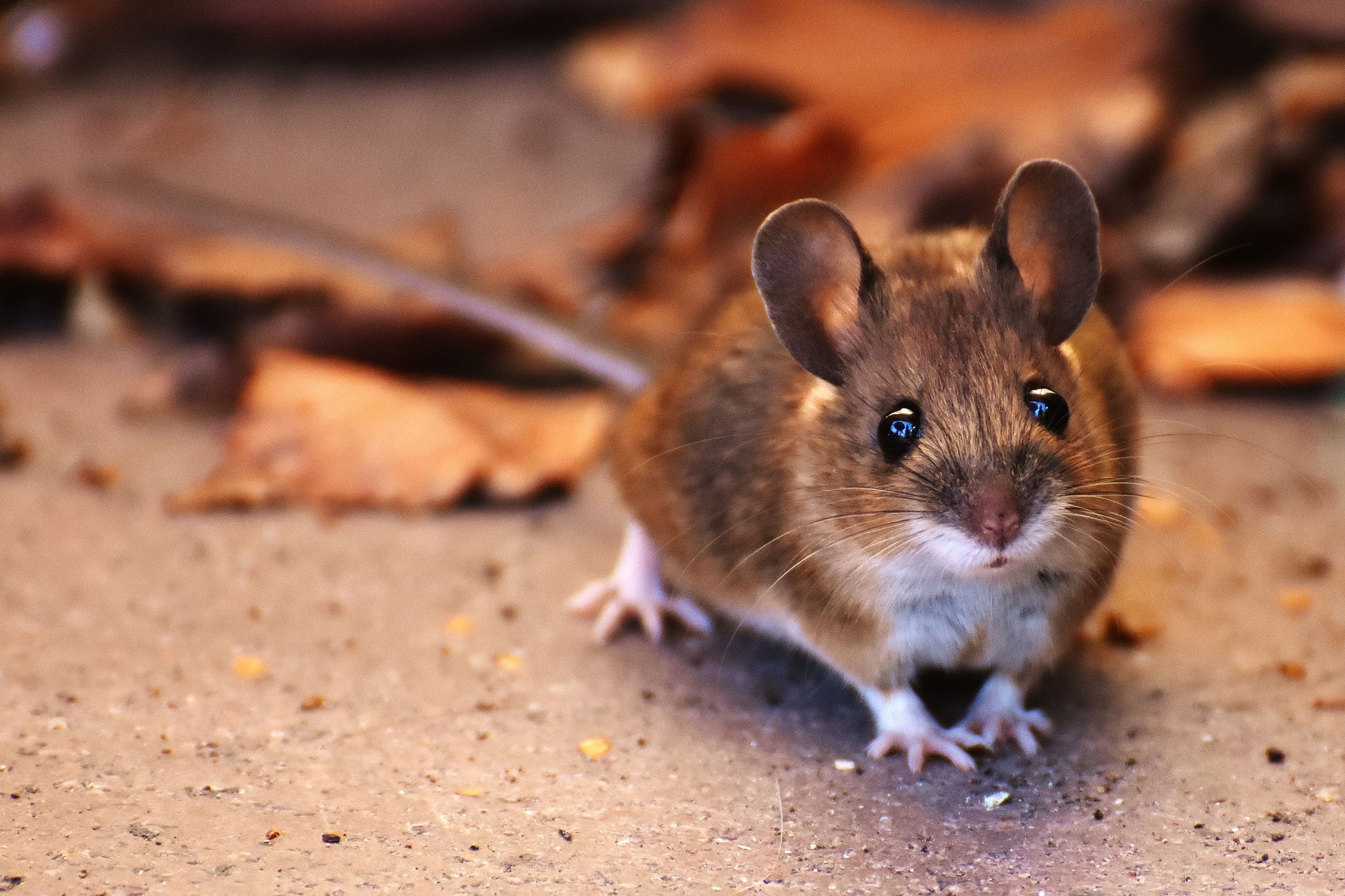 Tips To Keep Away Unwanted Guests