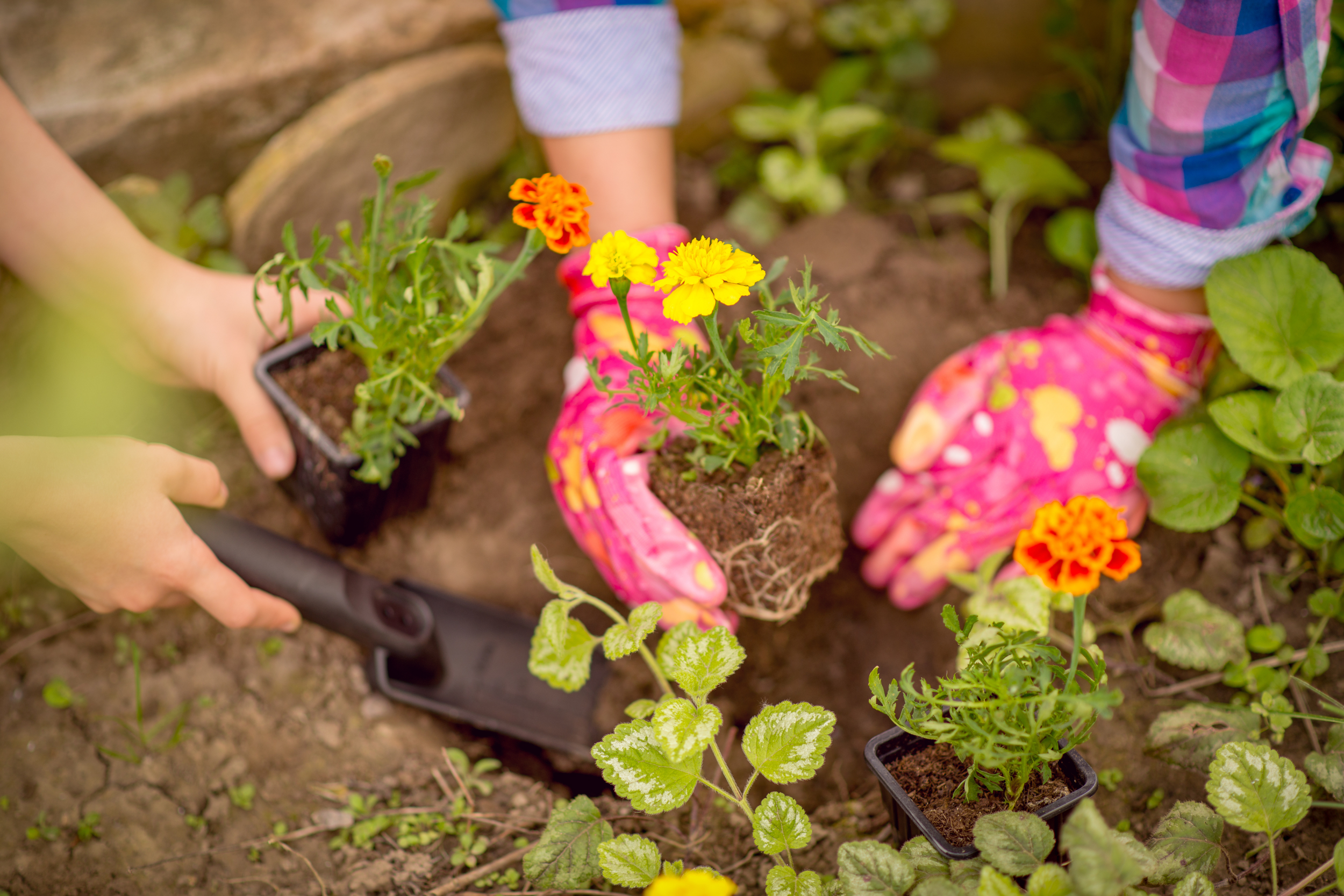 Starting a Spring Garden: Tips for Beginners