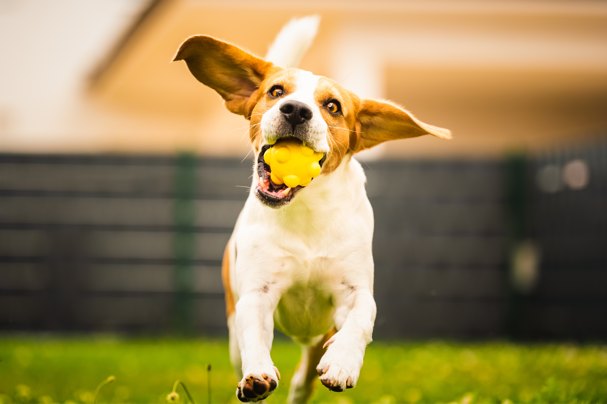 Designing a Spring Yard Haven for Furry Friends