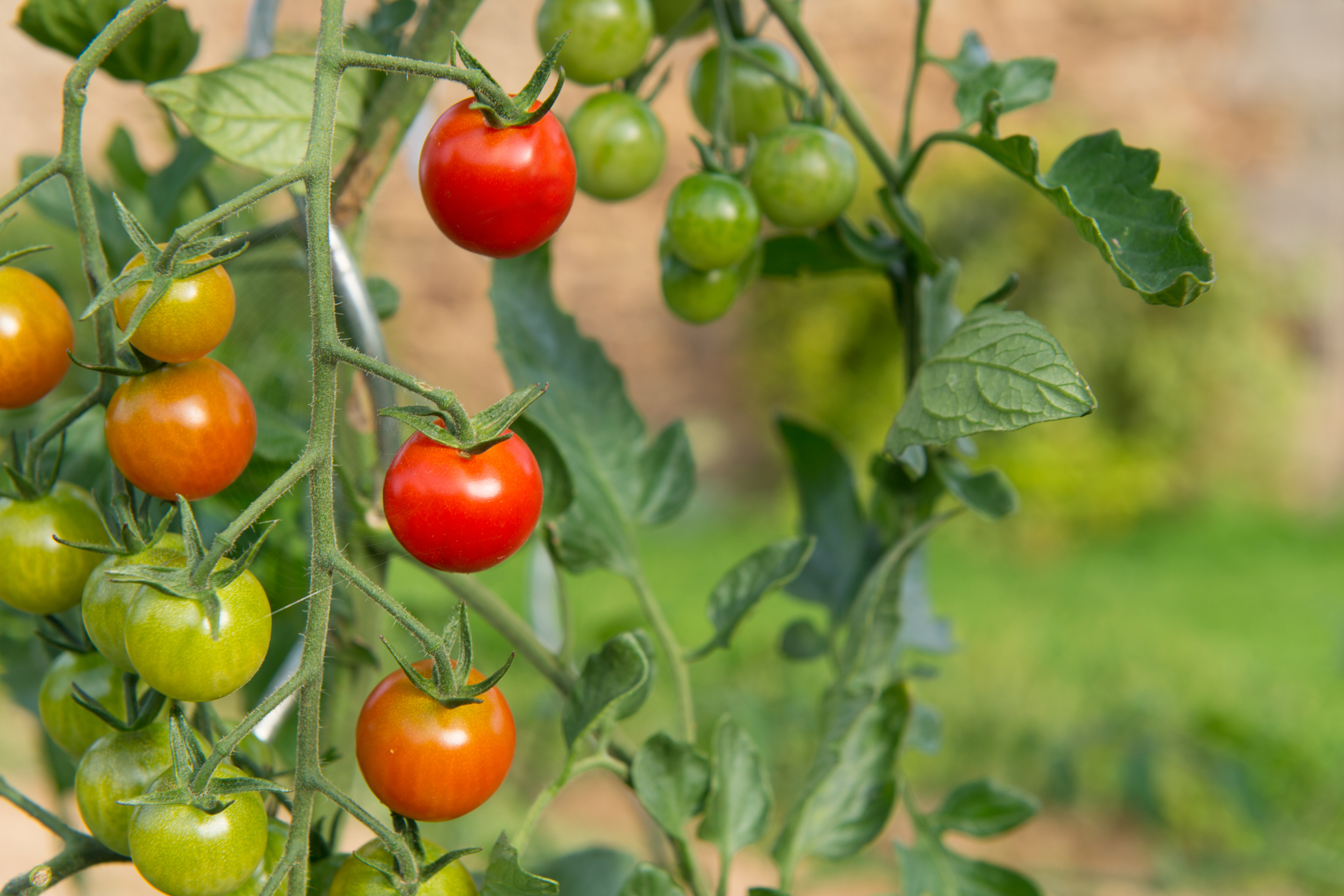 Spring Gardening Tips for Growing Leafy Vegetables