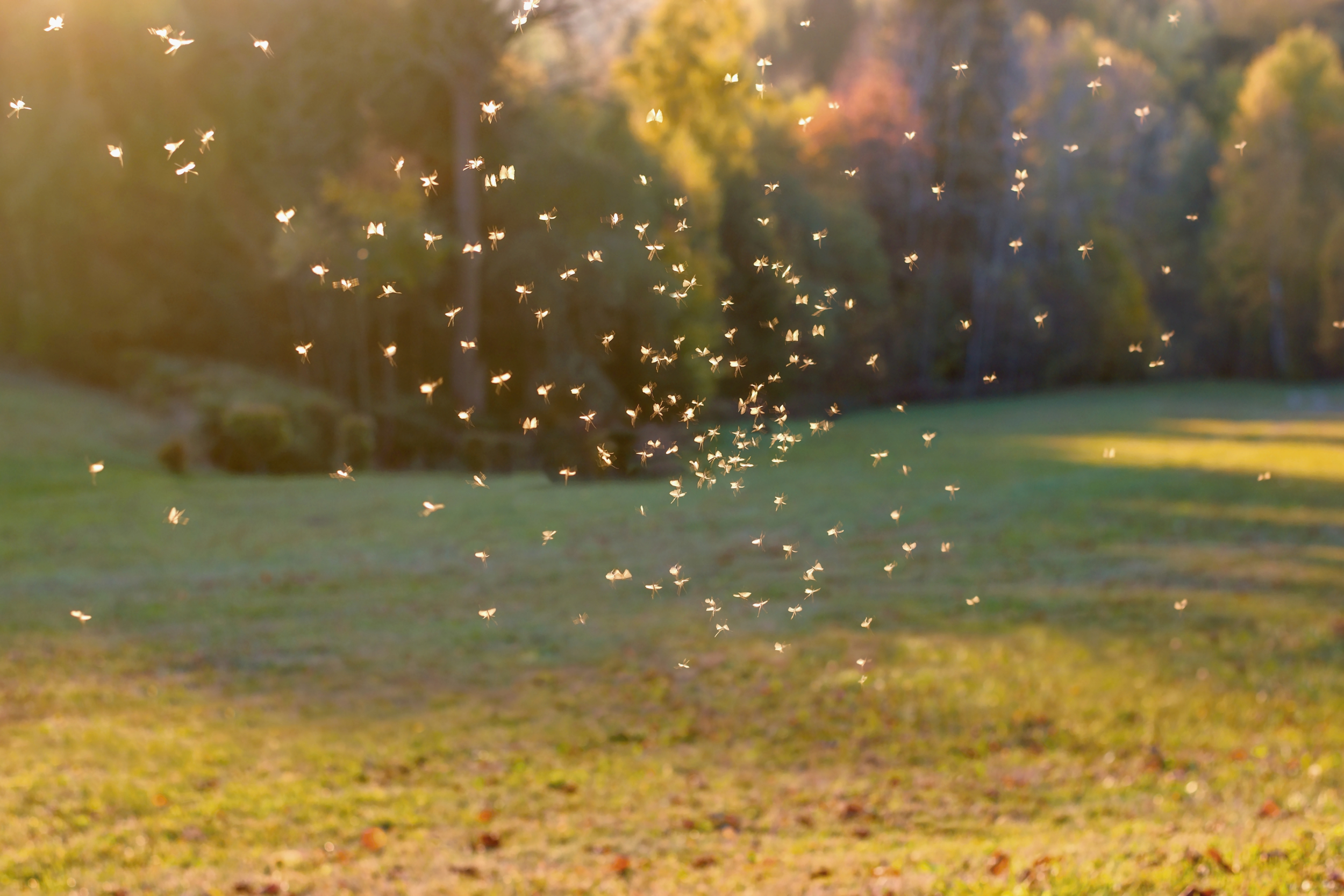 Tips for Keeping Bugs at Bay This Month