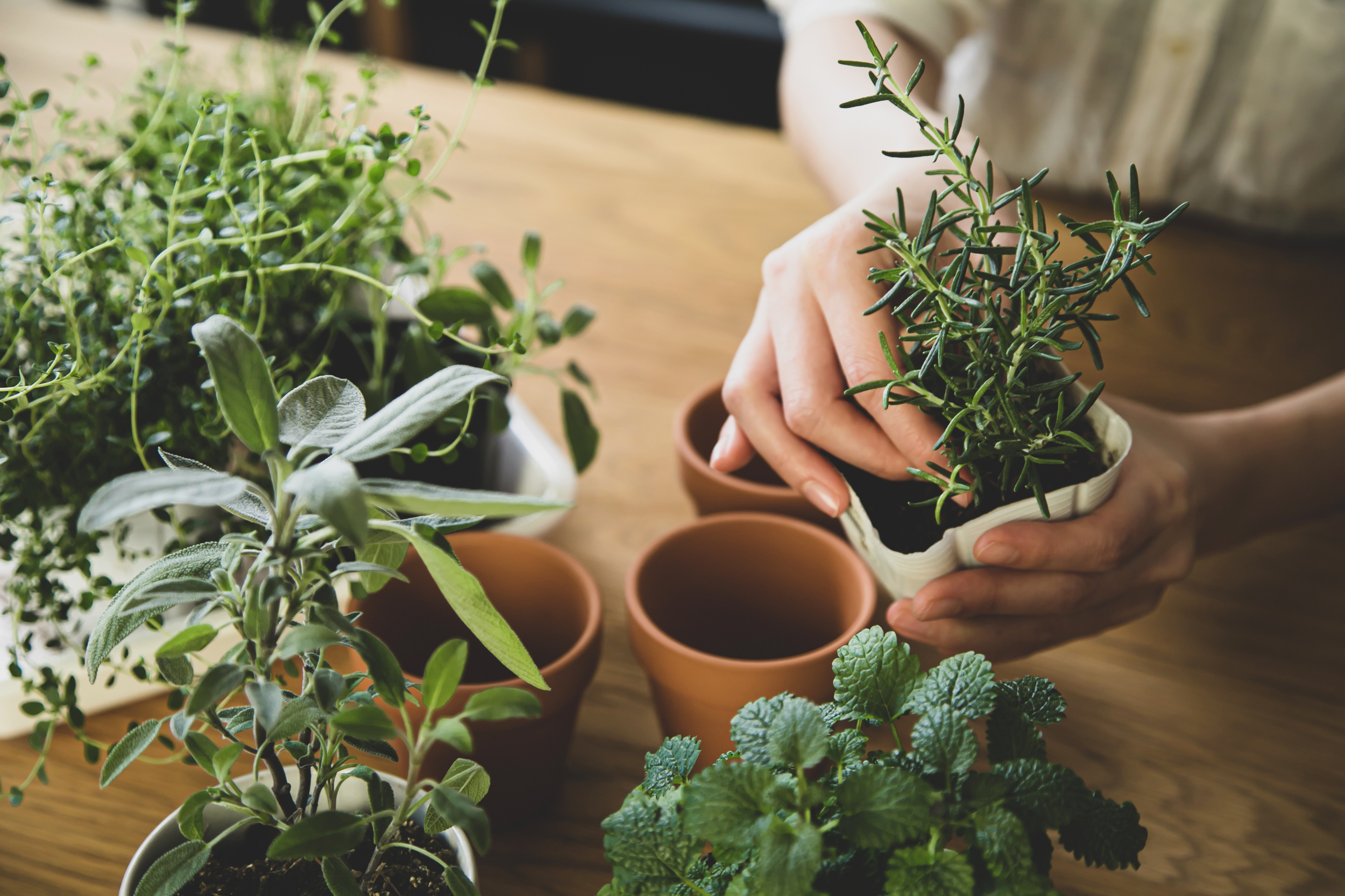 Eco-Friendly Ideas for Indoor Gardens