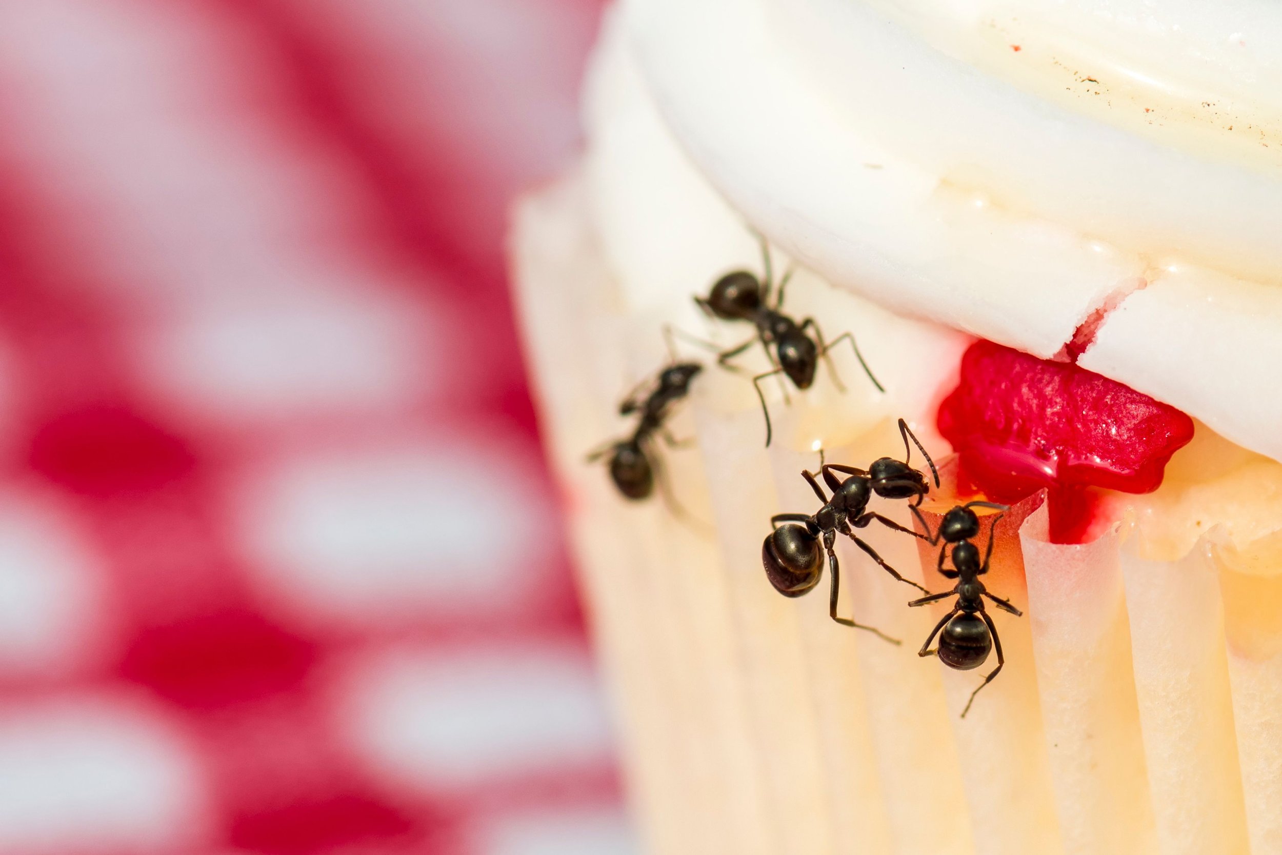 Defend Your Domain: 7 Practical Pest Control Tips