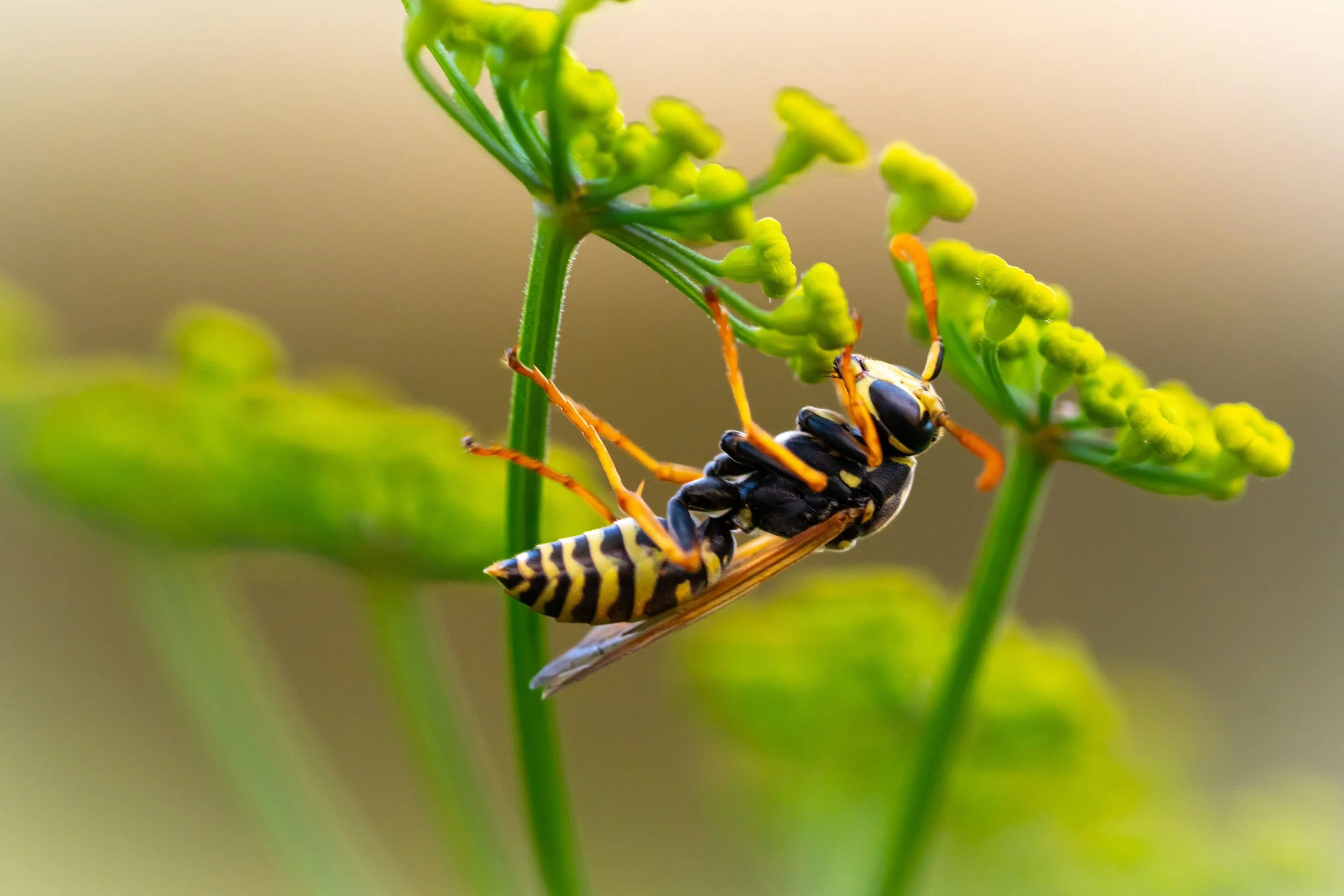 Buzz Off: Tips for Keeping Bees and Wasps Away This Summer