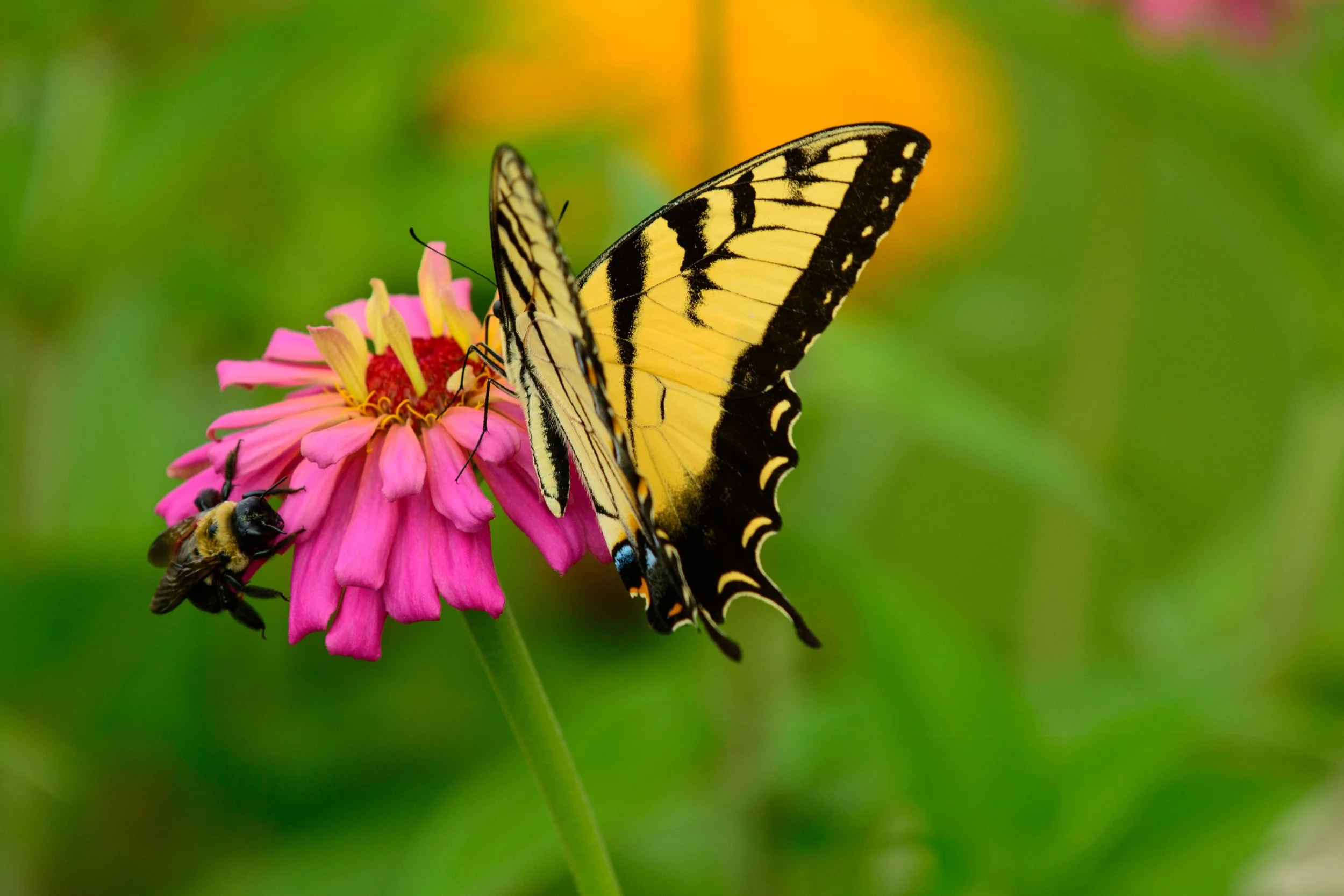 Pollinator Paradise: Tips for Attracting Bees and Butterflies to Your Garden