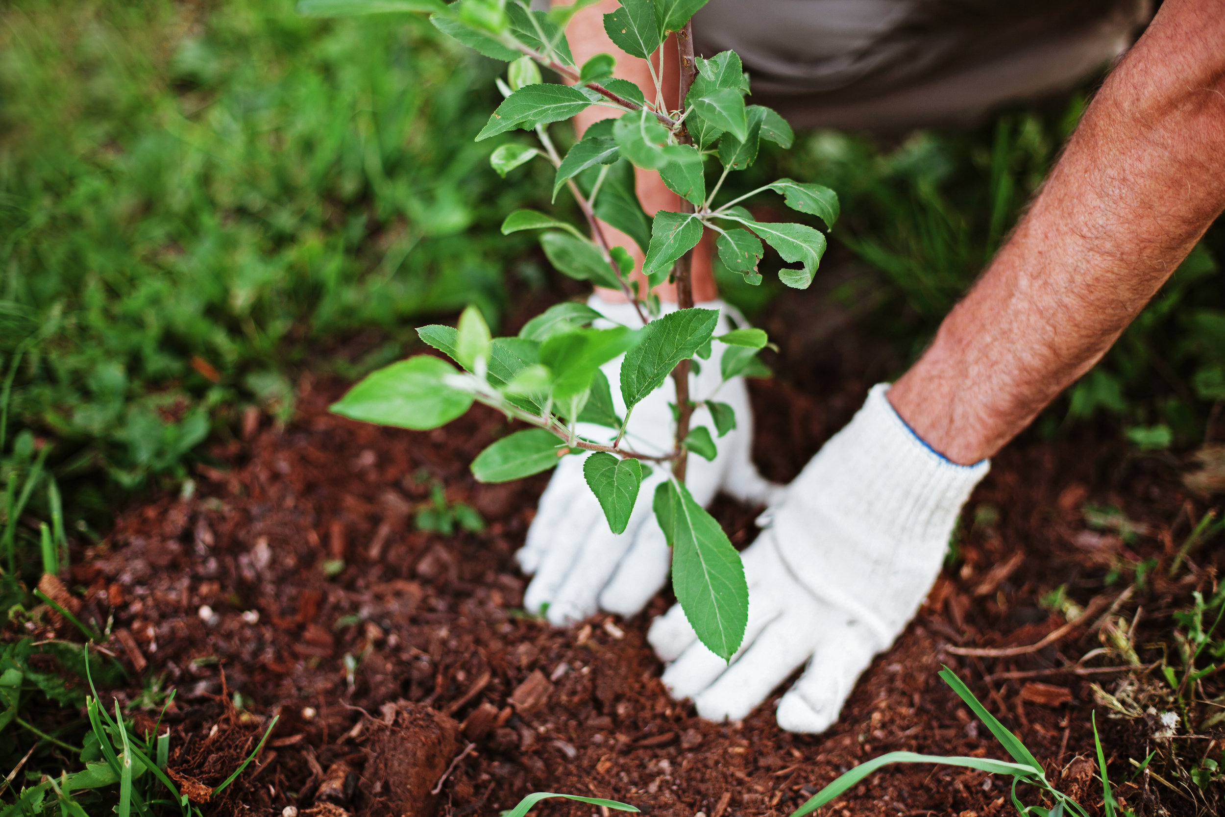Sow, Grow, Glow: Essential Steps for Preparing Your Garden for Summer