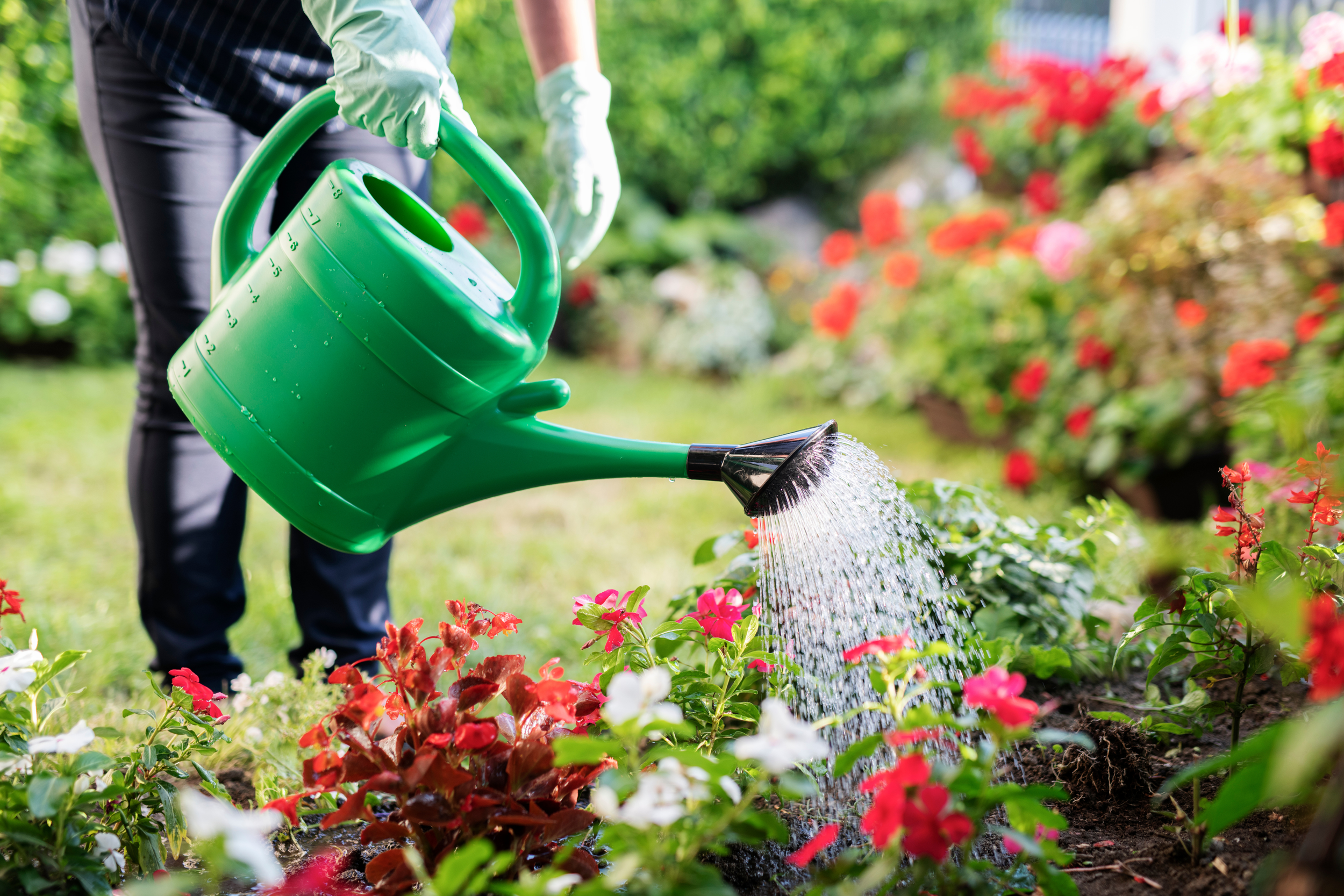 Water Wise: Hydration Tips for Your Summer Garden