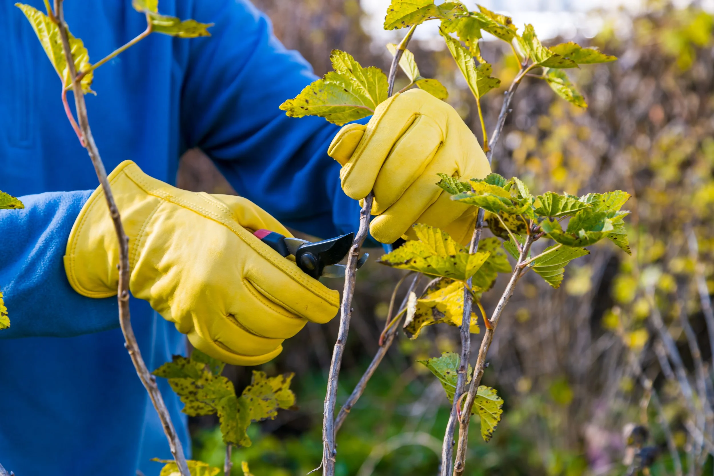 How to Properly Prune Bushes and Trees — TheHomeMag
