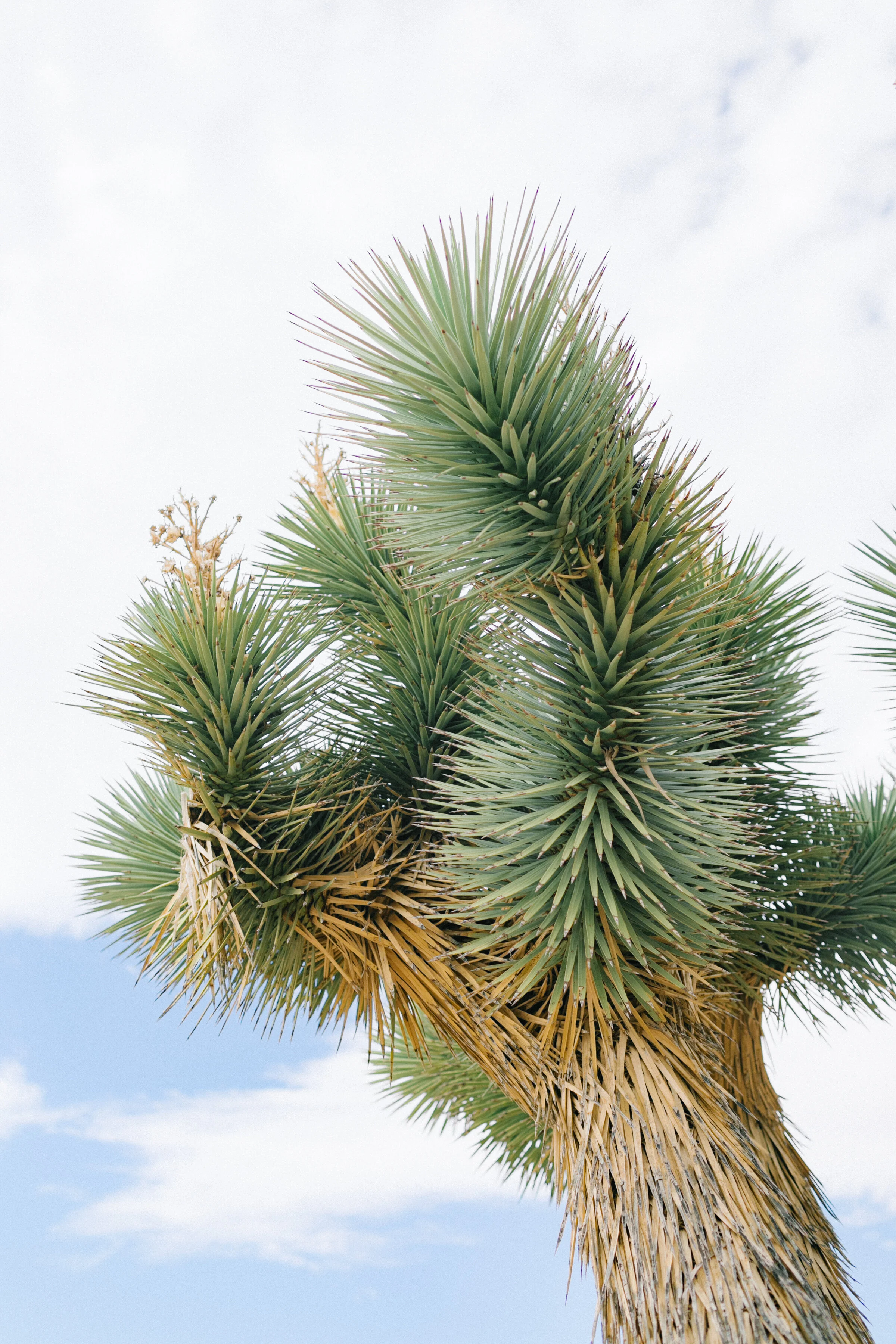 Josh and Christina's Joshua Tree Elopement-4.jpg