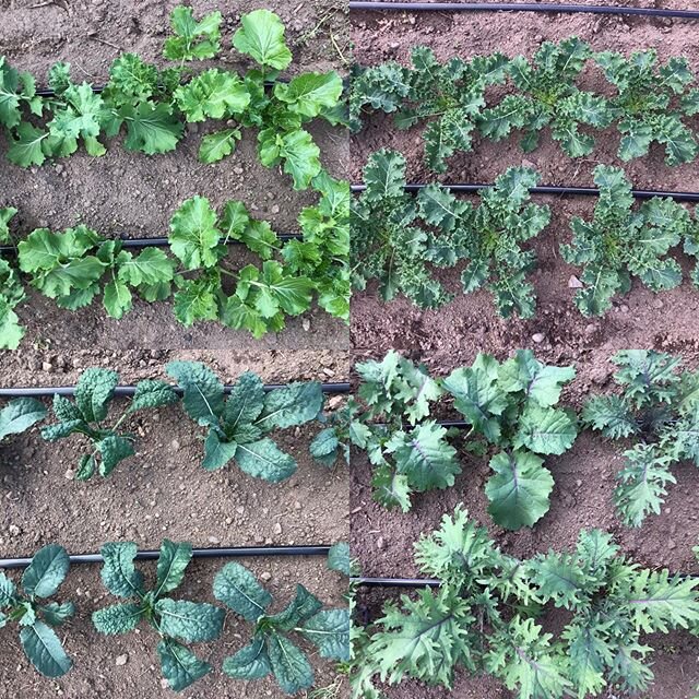 Oh how you have grown! Kale, you remind us of how resilient life can be. 
These beauties almost died twice during icy nights, and are now more vital than ever. Like woah.😘