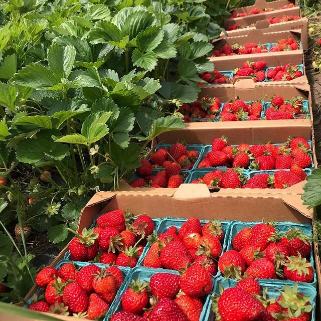 First strawberries of the season! Flower bouquets both sweet and subtle, vibrant and alive. Oh beauties! Fresh local veggies! Come visit us at the farmers market tomorrow from 10am-1pm. We will be there rain or shine! Hope you will too.