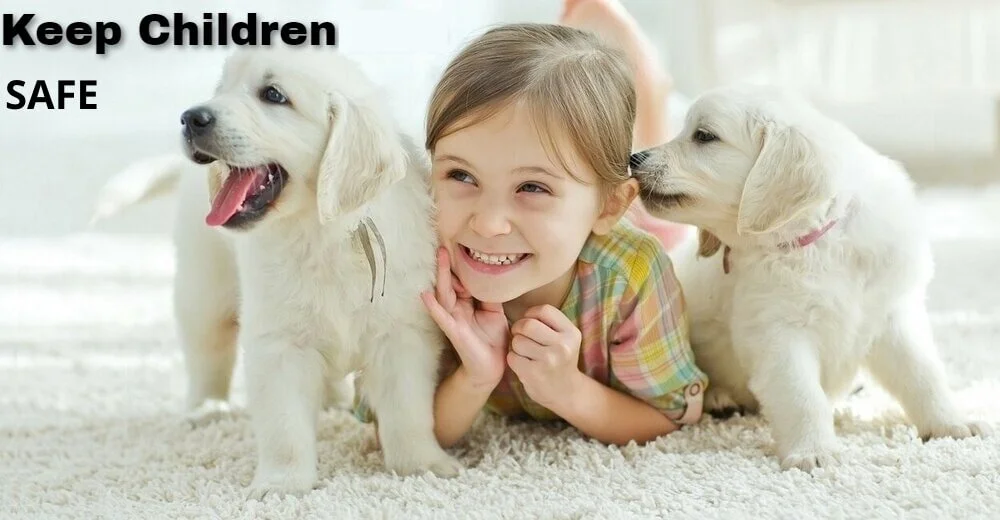 Zionsville Carpet Cleaners Carpet Cleaning & Stain Removal Gallery Carpet Cleaning