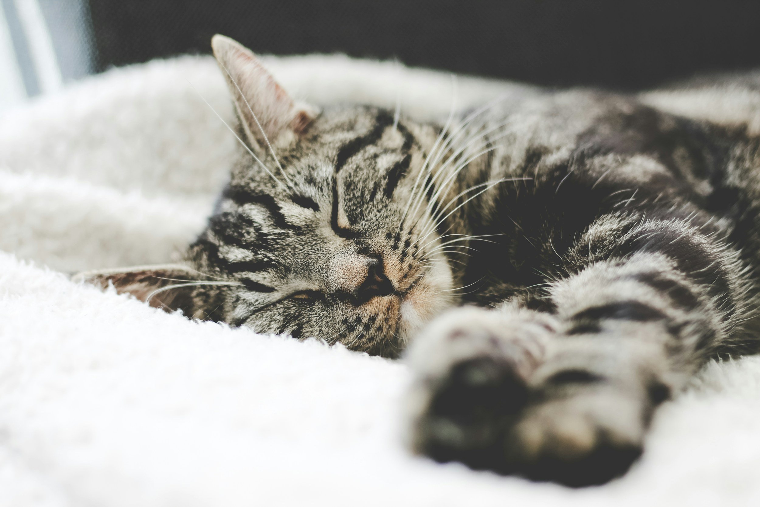 Sleep: A Superpower of Executive Function and Performance