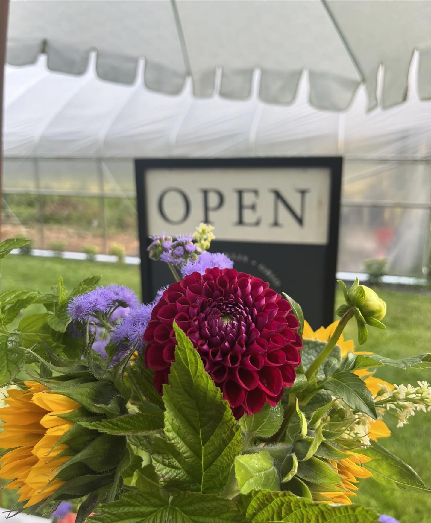 Monday&rsquo;s flowers out on the self-serve stand this morning. 💗#dahlialove