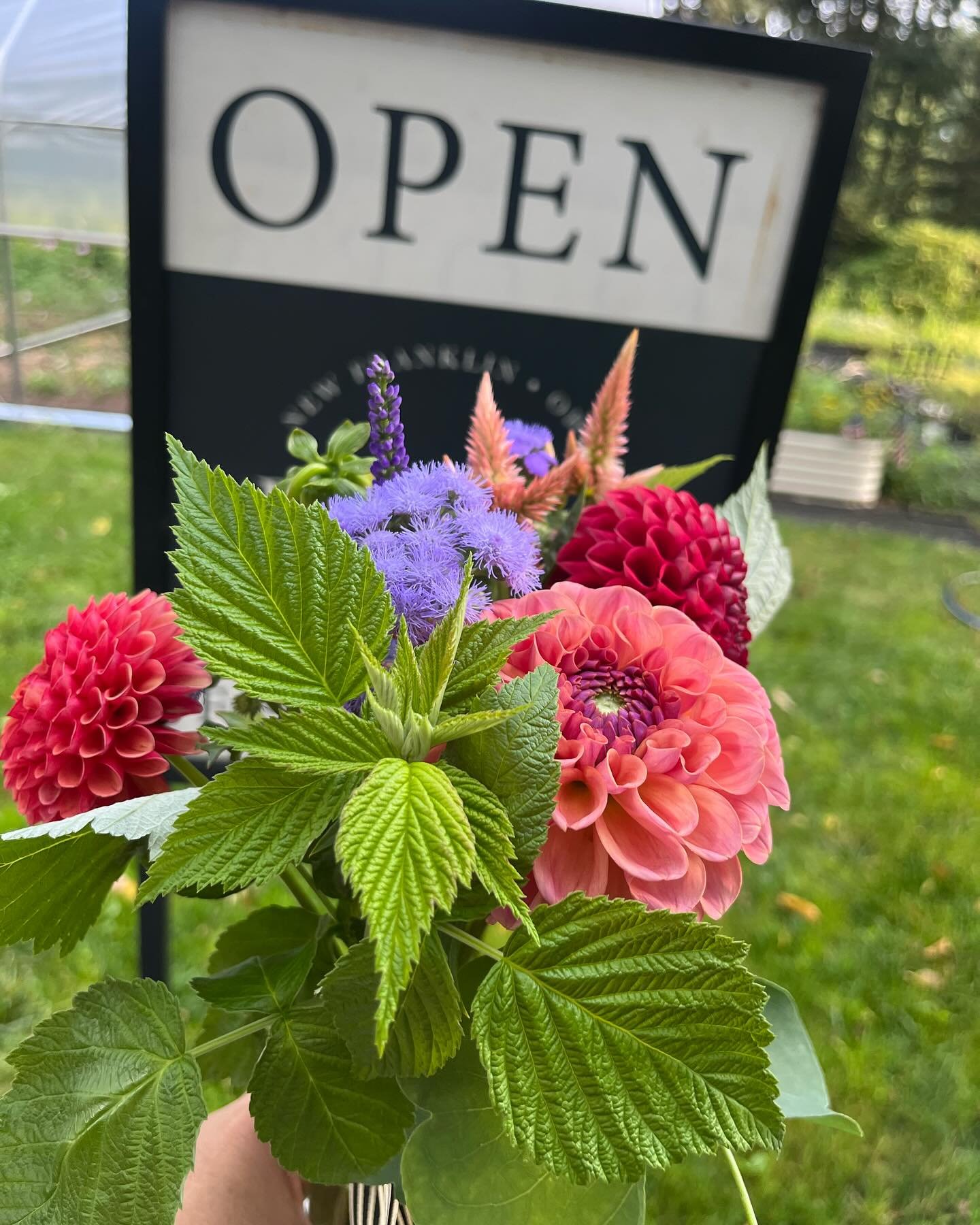 OPEN, Tuesday August 28, 8:30 am until noon to beat the heat! 🌞All milk bottle arrangements $15 each or 2 for $25. #dahlias
