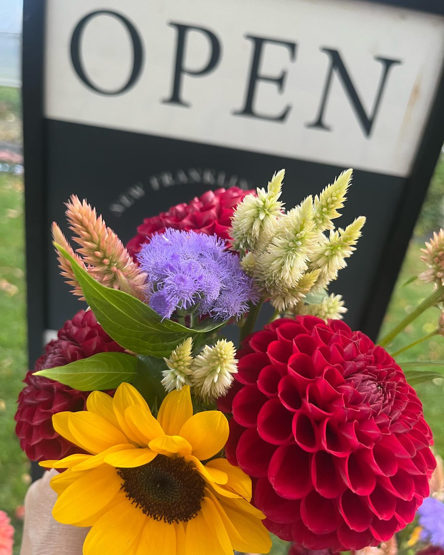 Open Thursday, September 19 at 8 AM! all milk bottle arrangements $15 each or two for $25! #dahliaseason