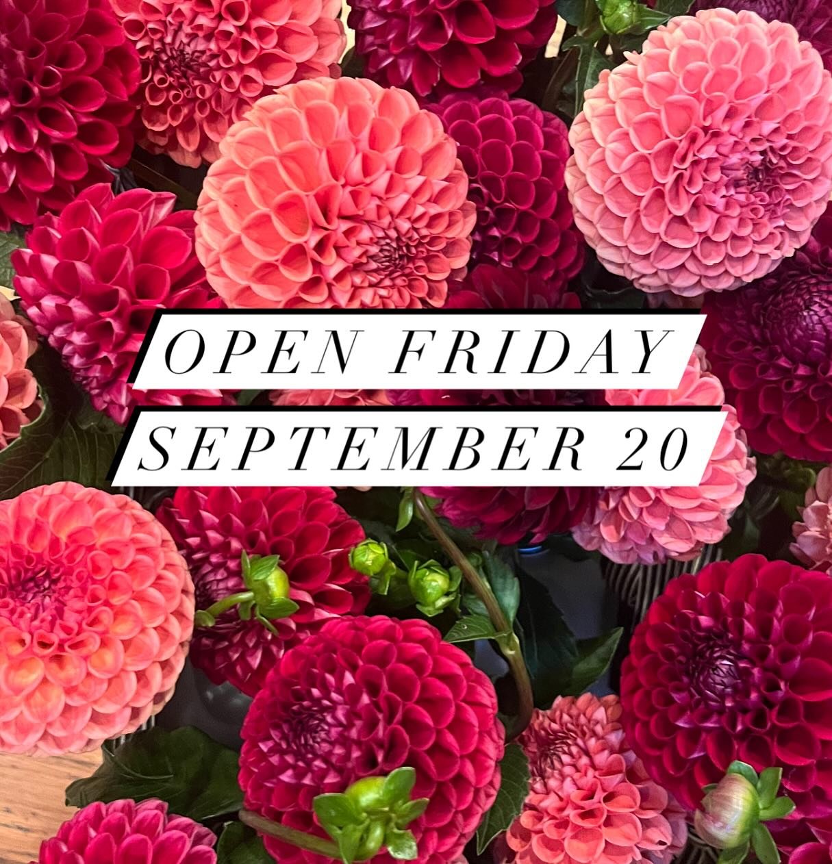 Dahlia days continue at Flora Fields Farm! Open Friday, Spetember 20, 8:30 am. Grab a milk bottle arrangement for the weekend and enjoy this seasonal beauty!$15 each or 2 for $25 at the self-serve stand. #dahliadays #flowerfarmer