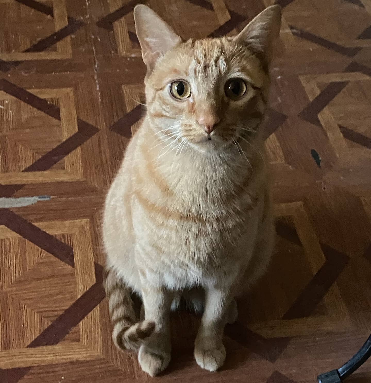 Meet Mico! An energetic young orange tabby in need of a foster home! We have gotten many potential fosters interested but none that have followed through. 

Mico needs a cat friendly home with enough space to jump, climb and play. He's the type of ca