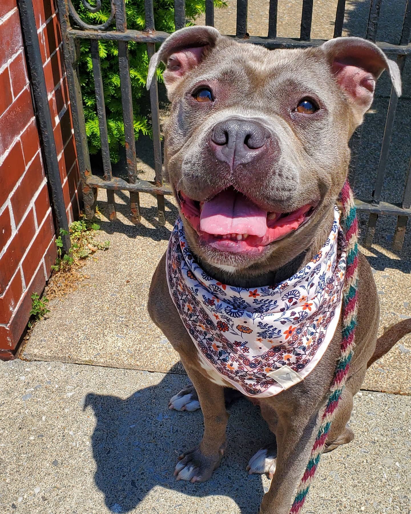 Hey guys! Muggie here 🎀 how do I look in my new dana?! 

I'm still looking for my home 🌼 so if you're looking to add a walking partner to your life, then I'm available! 

A little bit about me: 
&bull; I love long walks, especially if there's LOTS 