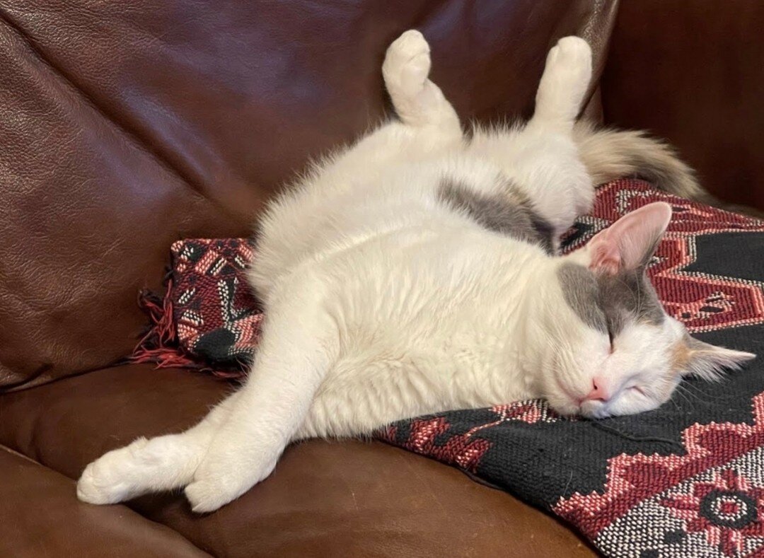 Rainbow living her best life 🤩! From a stray kitten to a couch potato 🛋 🥔. Updates of past fosters make all of this so so worth it.