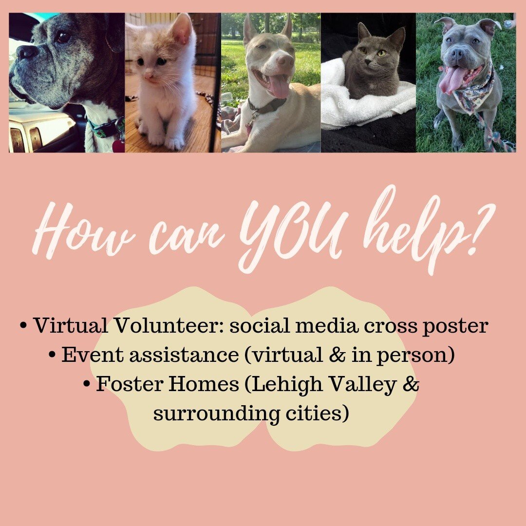 We are looking for like minded people wanting to help out our rescue! Literally ANY skills will help us out. Here are some volunteer &amp; foster opportunities we are looking to fill up soon. 

Our rescue is located in Allentown, PA. Virtual opportun