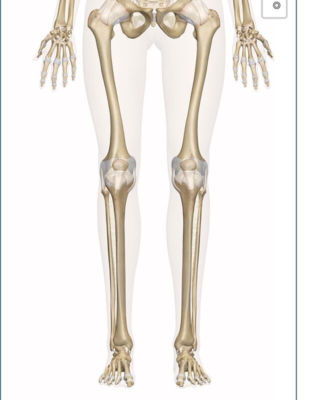 There is an interesting relationship between your femur (thigh bone) and your tibia and fibula( lower leg bones). This first photo is of &ldquo;normal&rdquo; the second photo is of two fairly common abnormalities at the knee. Sometimes the abnormalit