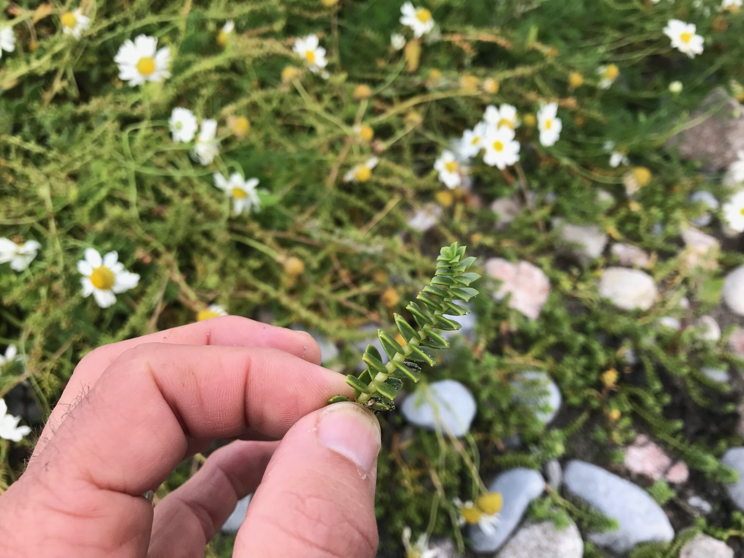 sea foraging with Brian Gannon (1).jpeg