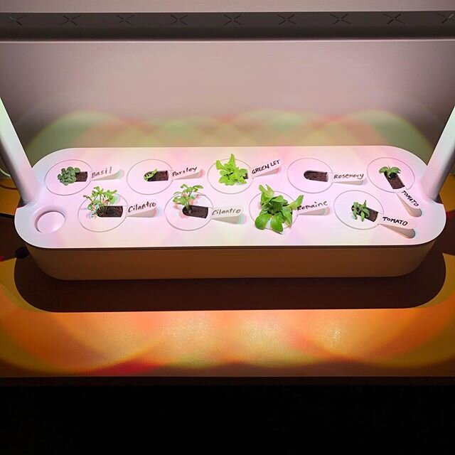 Day 12 of staring at dirt  everything has actually sprouted. In no other time would watching plants sprout be this entertaining. #quarantinelife #greenthumb