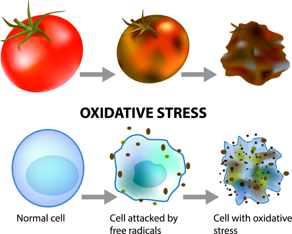 Asset 1Tomato (1).png