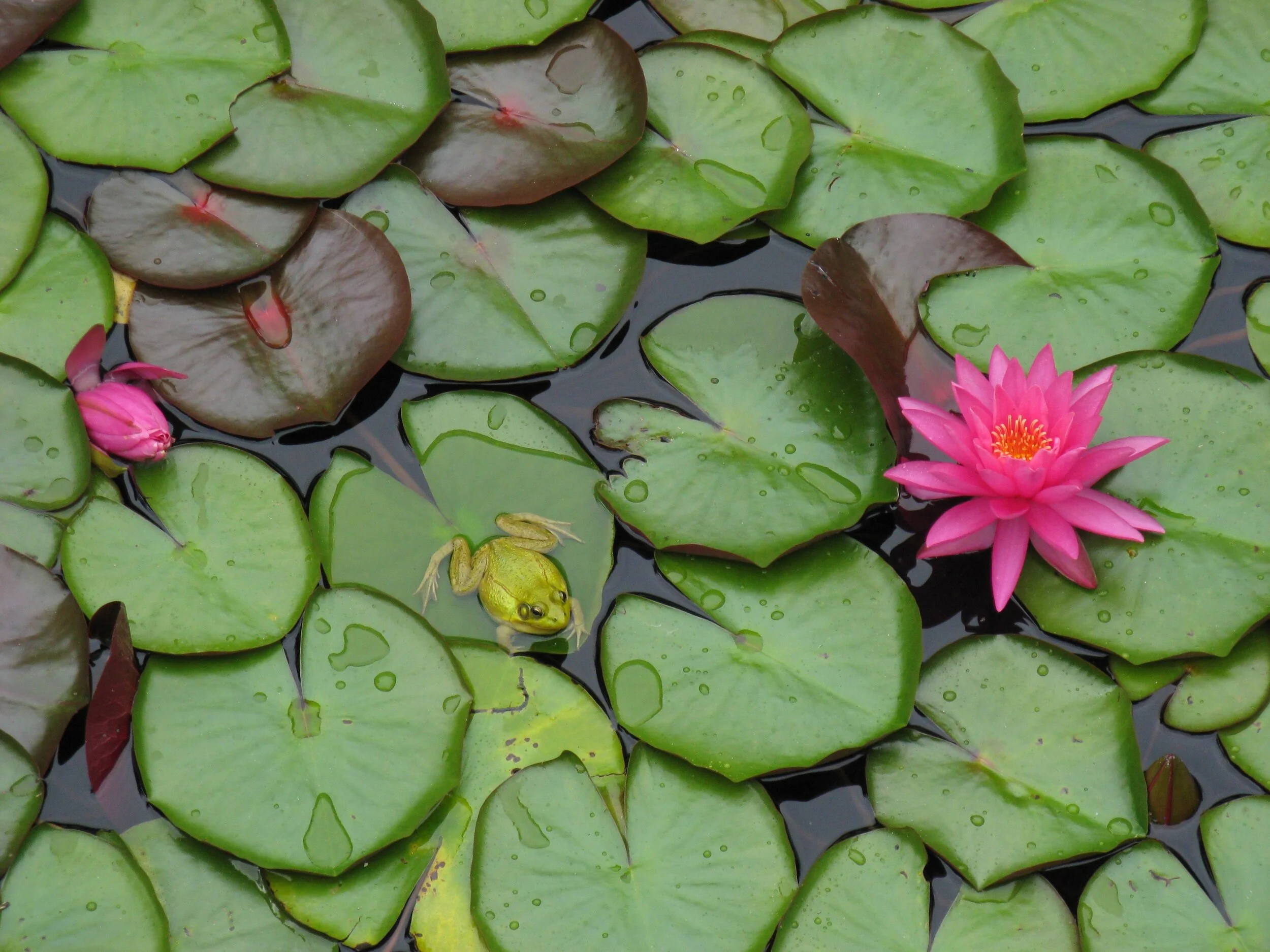 Shamanic Healing for Animals: Specialty Online Course 